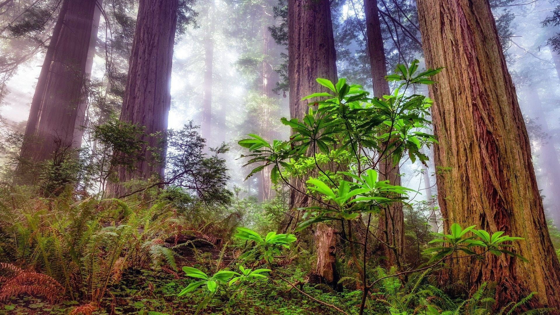 Redwood Forest, redwood trees, misty forest floor, Full HD Desktop Wallpaper