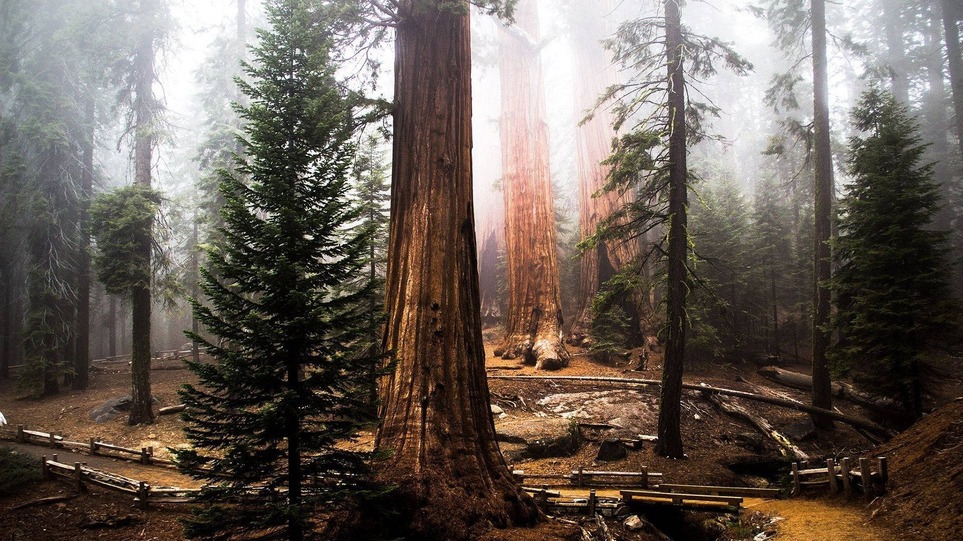 abandoned farm, redwood forest, misty forest, Full HD Desktop Wallpaper