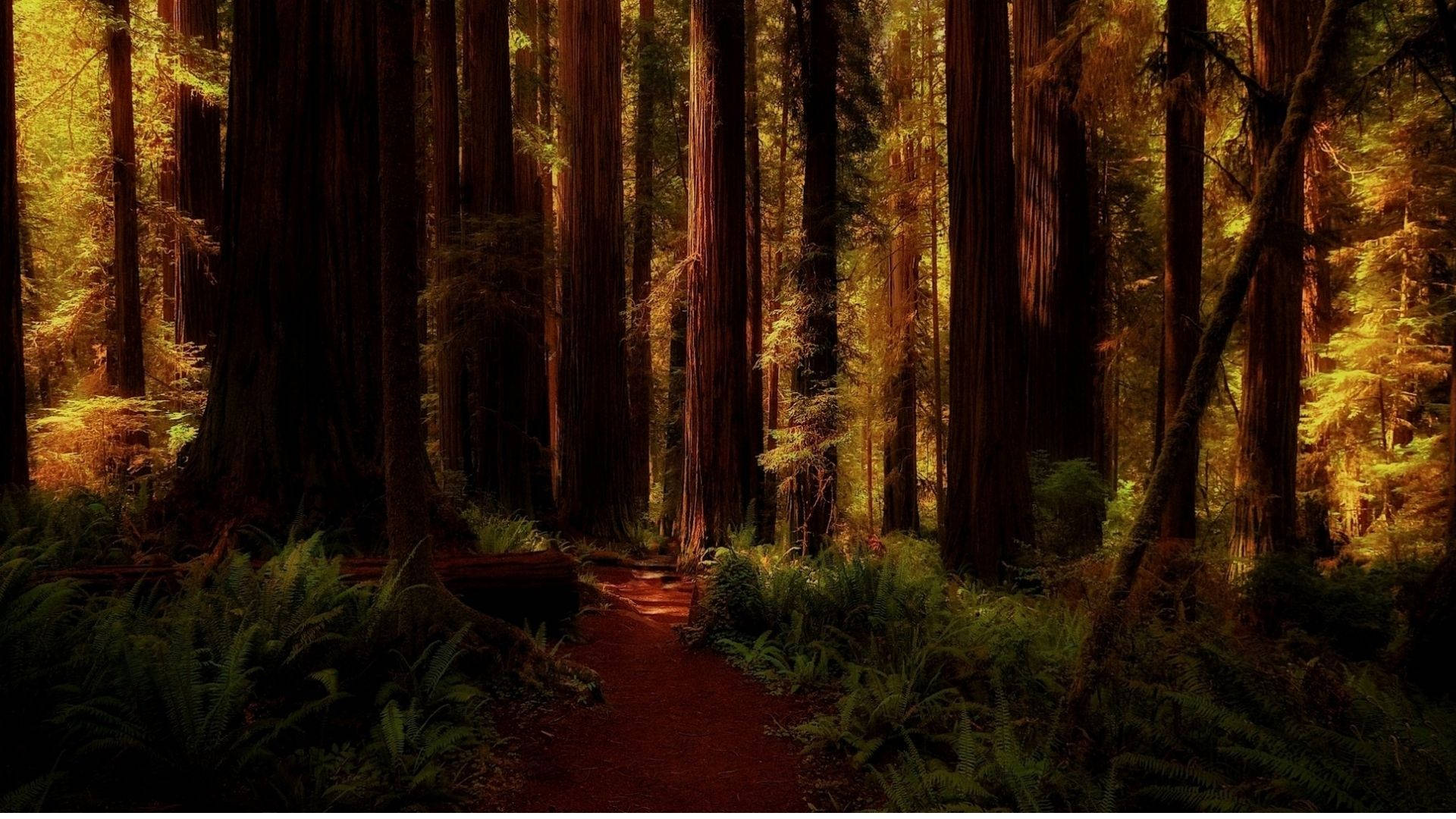 Redwood Forest, twilight, winding dirt path, Full HD Desktop Wallpaper
