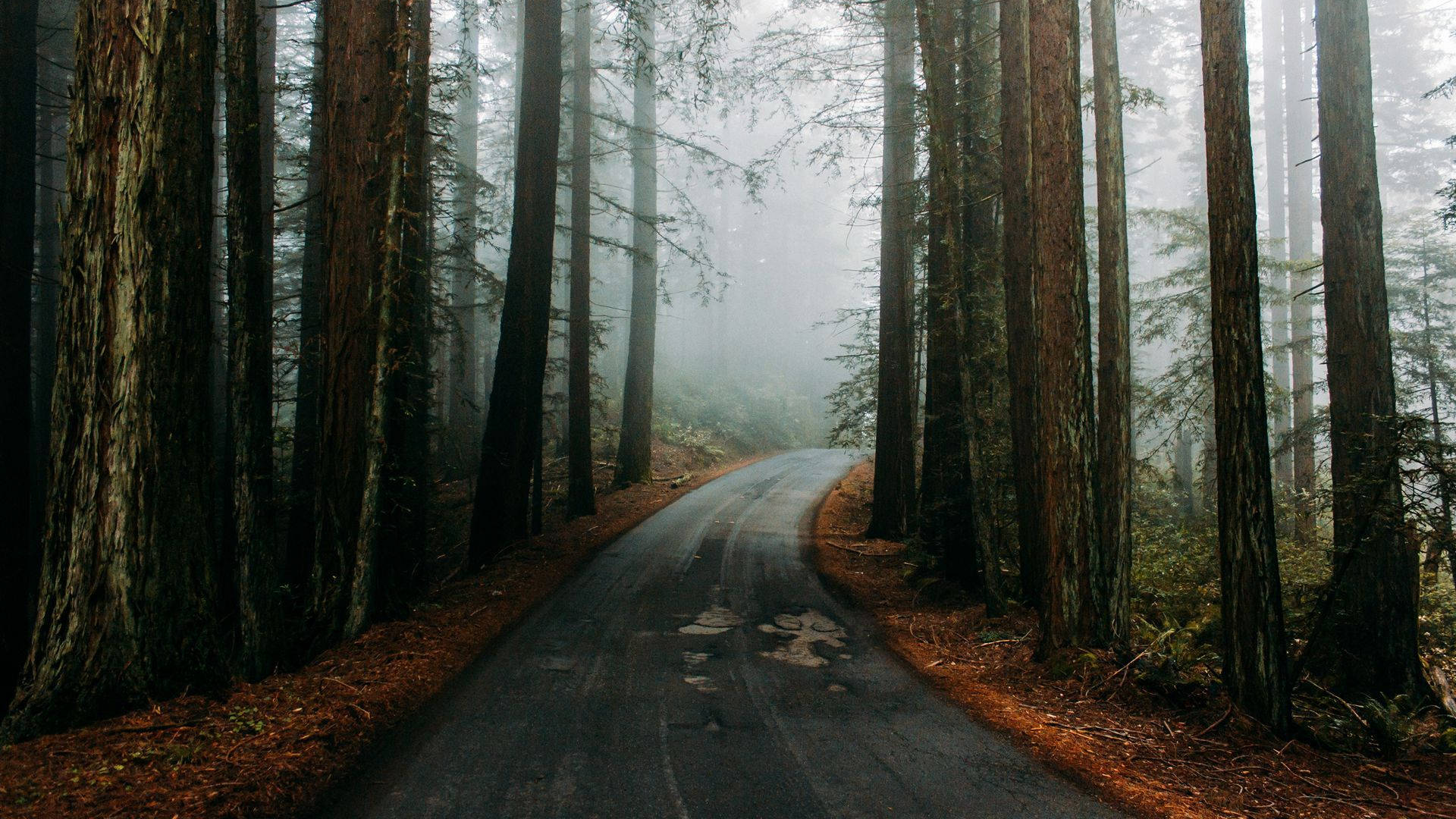 foggy road, redwood forest, misty forest, Full HD Desktop Wallpaper