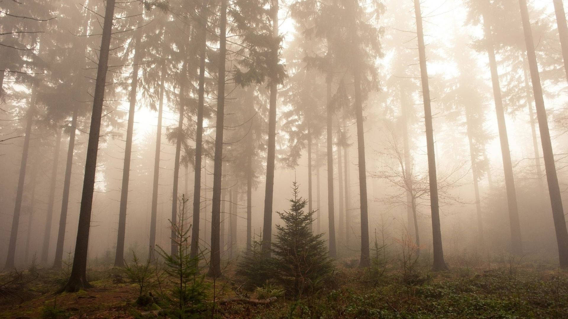 foggy redwood forest, tall pine trees, dense fog, Full HD Desktop Wallpaper