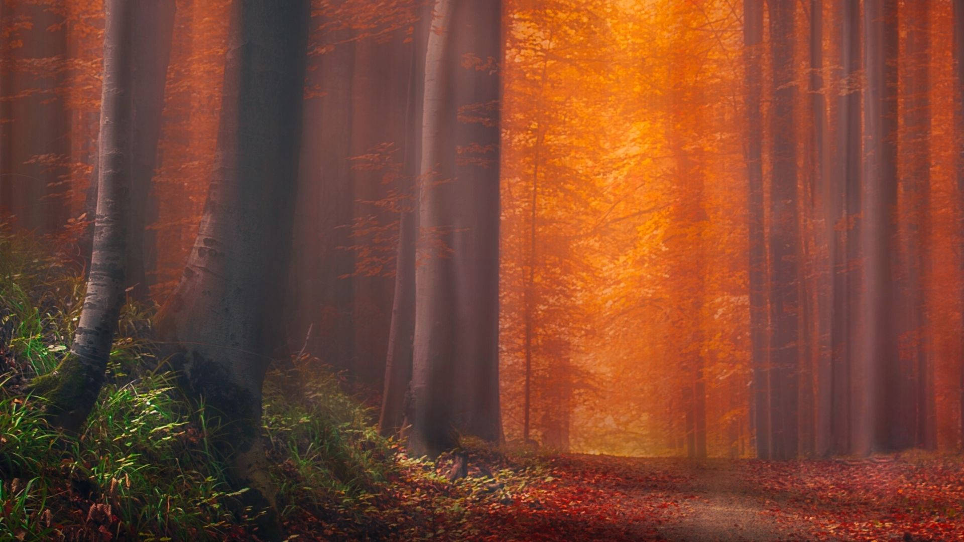 Redwood Forest, orange sky, autumn forest, Full HD Desktop Wallpaper