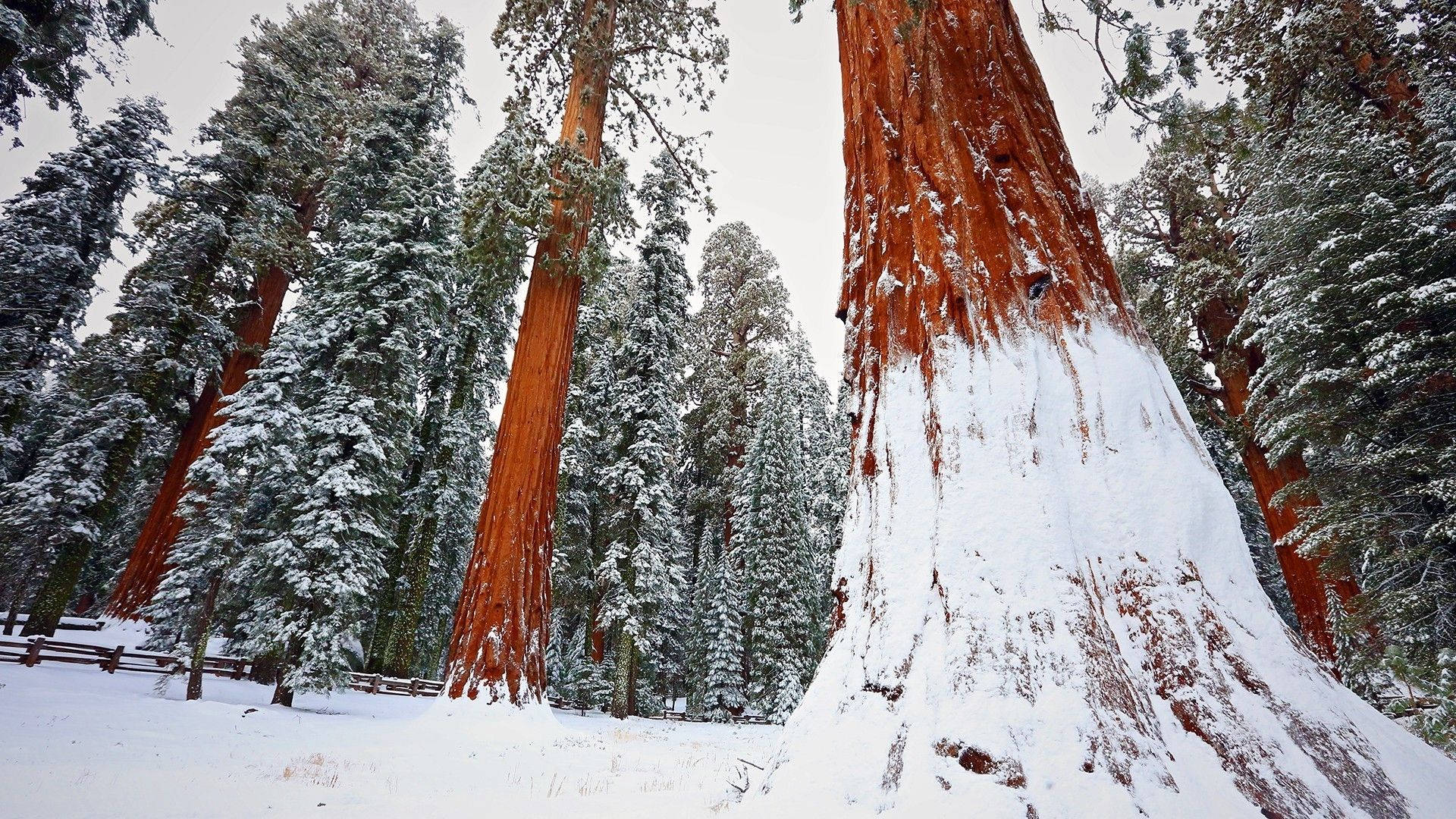 Redwood Forest, snow, towering redwood trees, Full HD Desktop Wallpaper