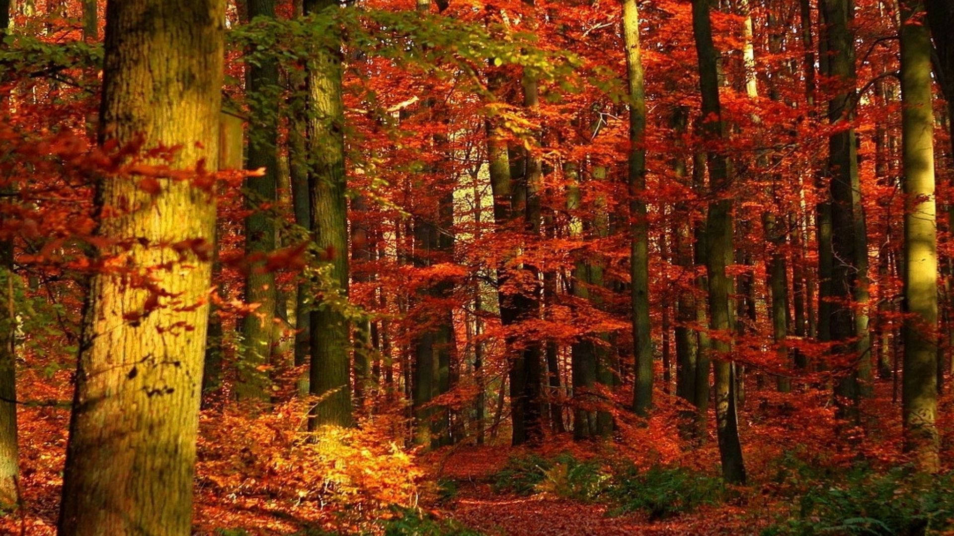 Redwood Forest, autumn leaves, vibrant red, Full HD Desktop Wallpaper