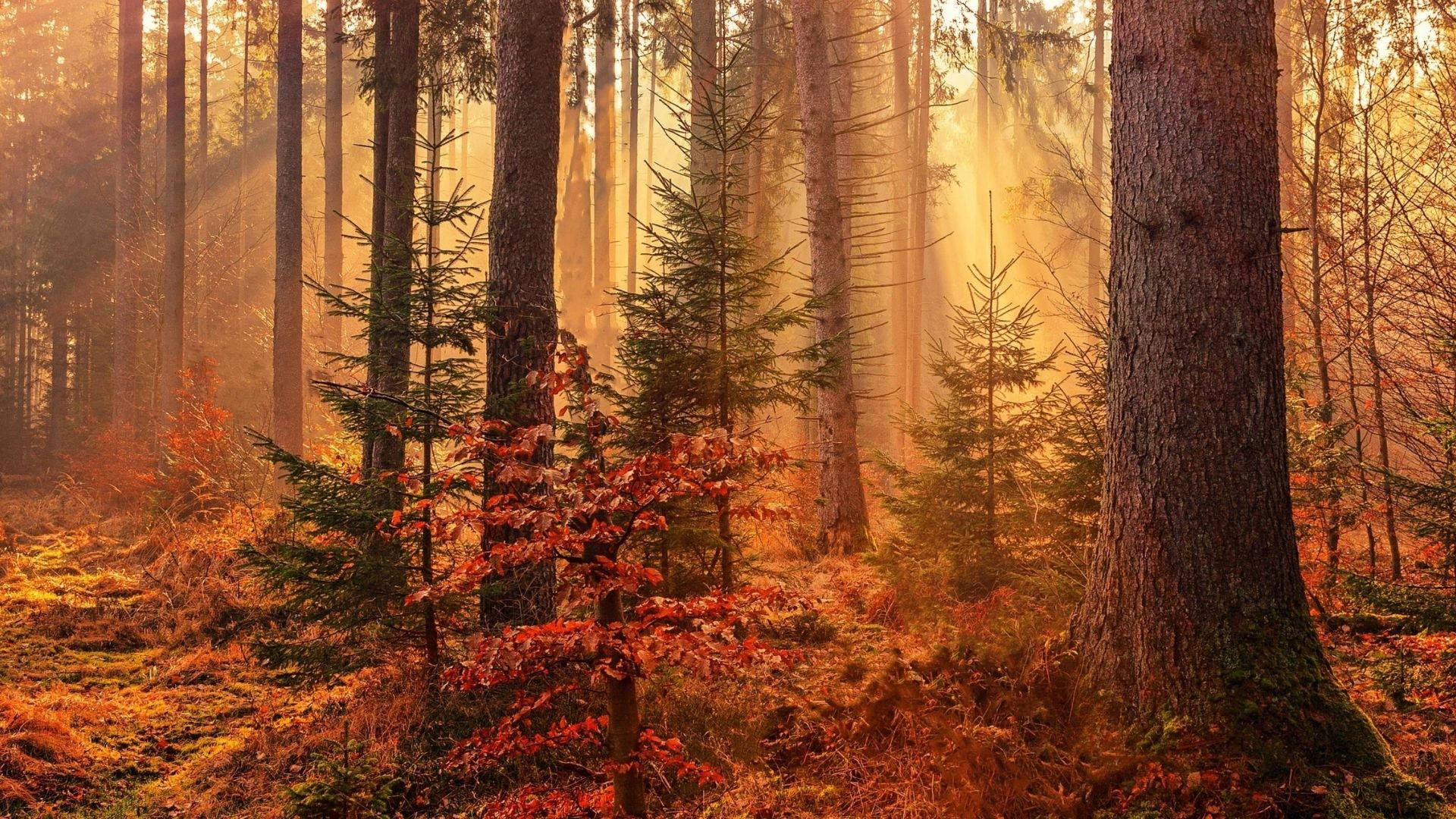 orange lighted redwood forest, golden sunlight, tall trees, Full HD Desktop Wallpaper