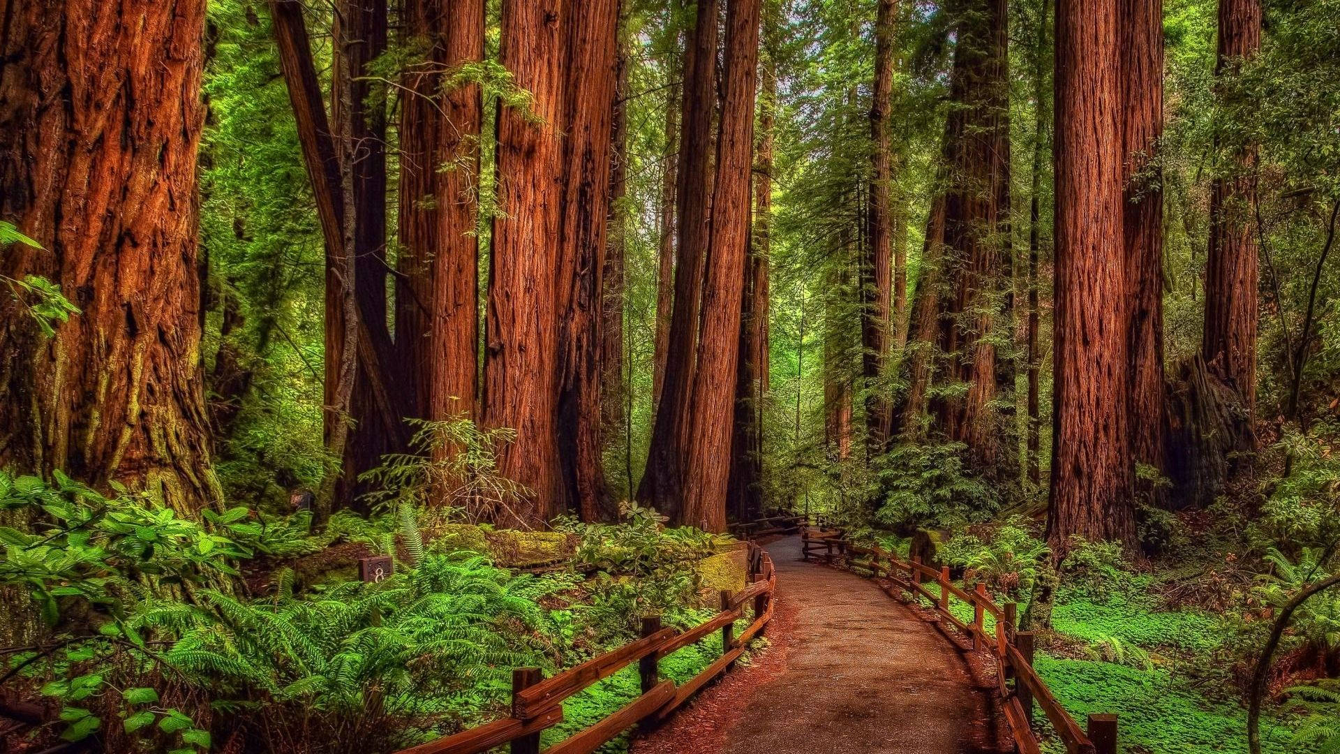 mini bridge, redwood forest, winding wooden path, Full HD Desktop Wallpaper
