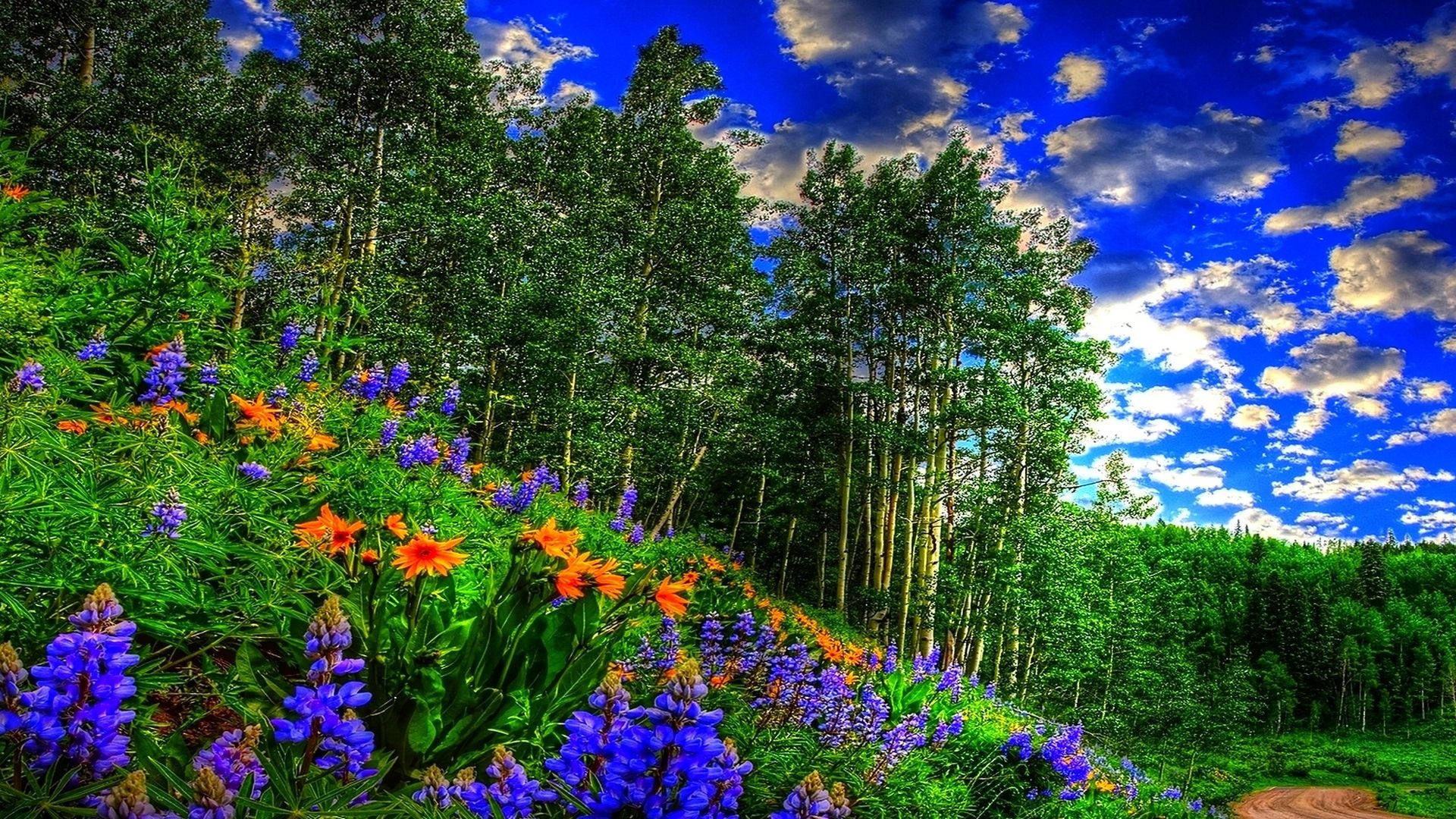 Lavenders, Redwood Forest, purple, Full HD Desktop Wallpaper