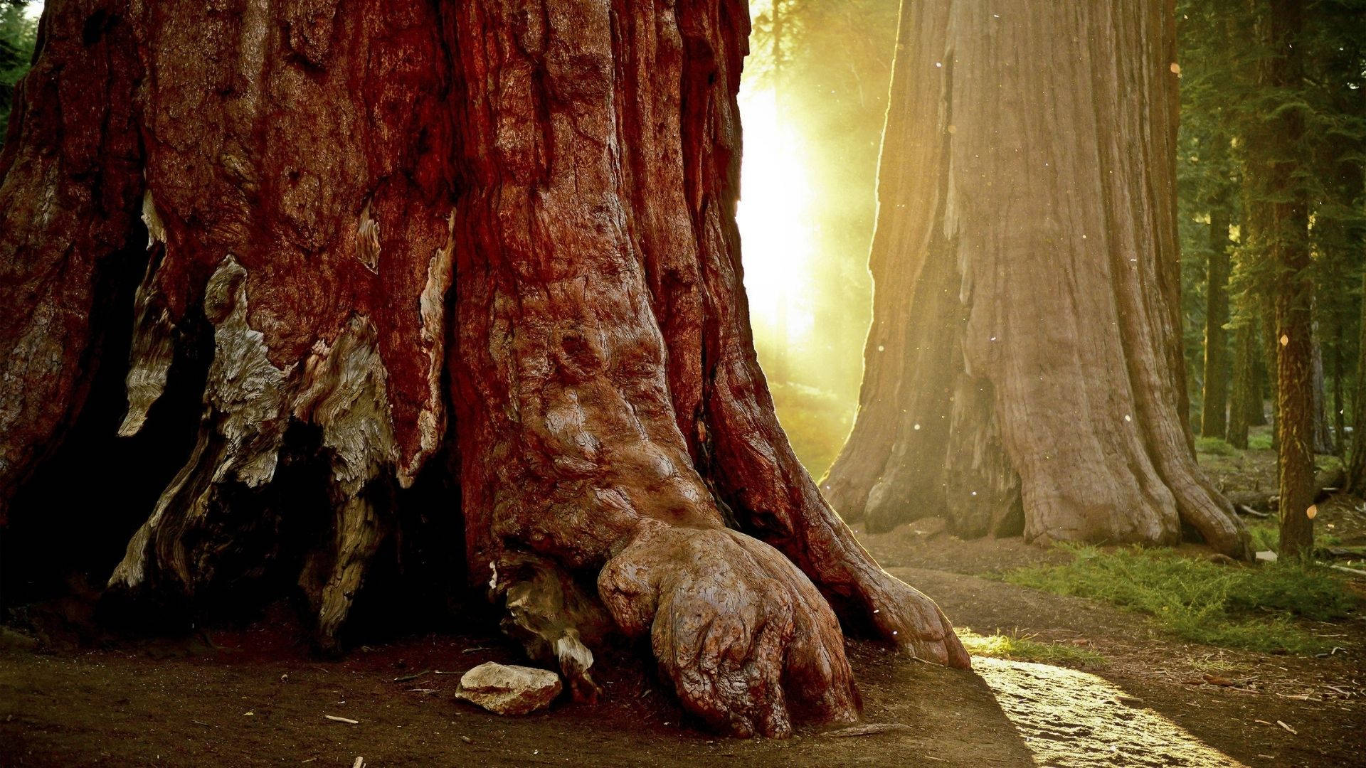 redwood forest, tall redwood trees, sunlight beams, Full HD Desktop Wallpaper
