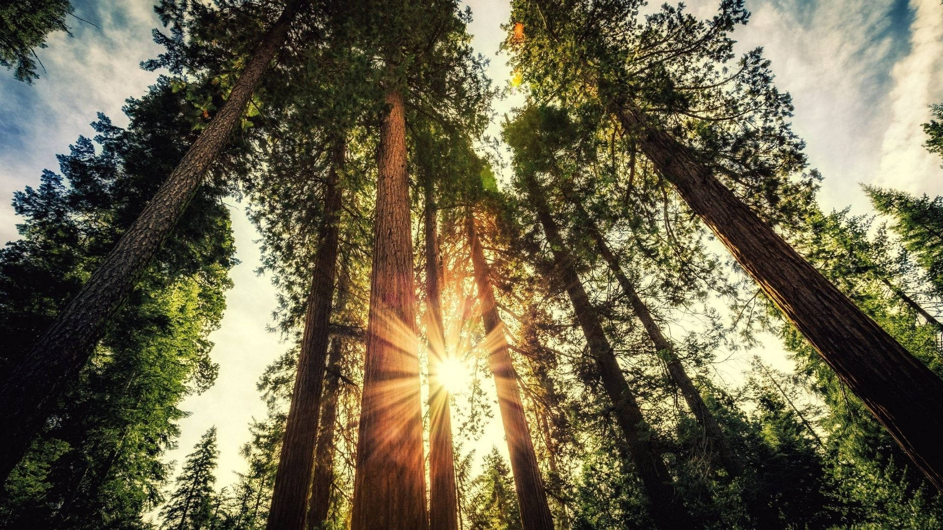 sunlight, redwood forest, towering redwood trees, Full HD Desktop Wallpaper
