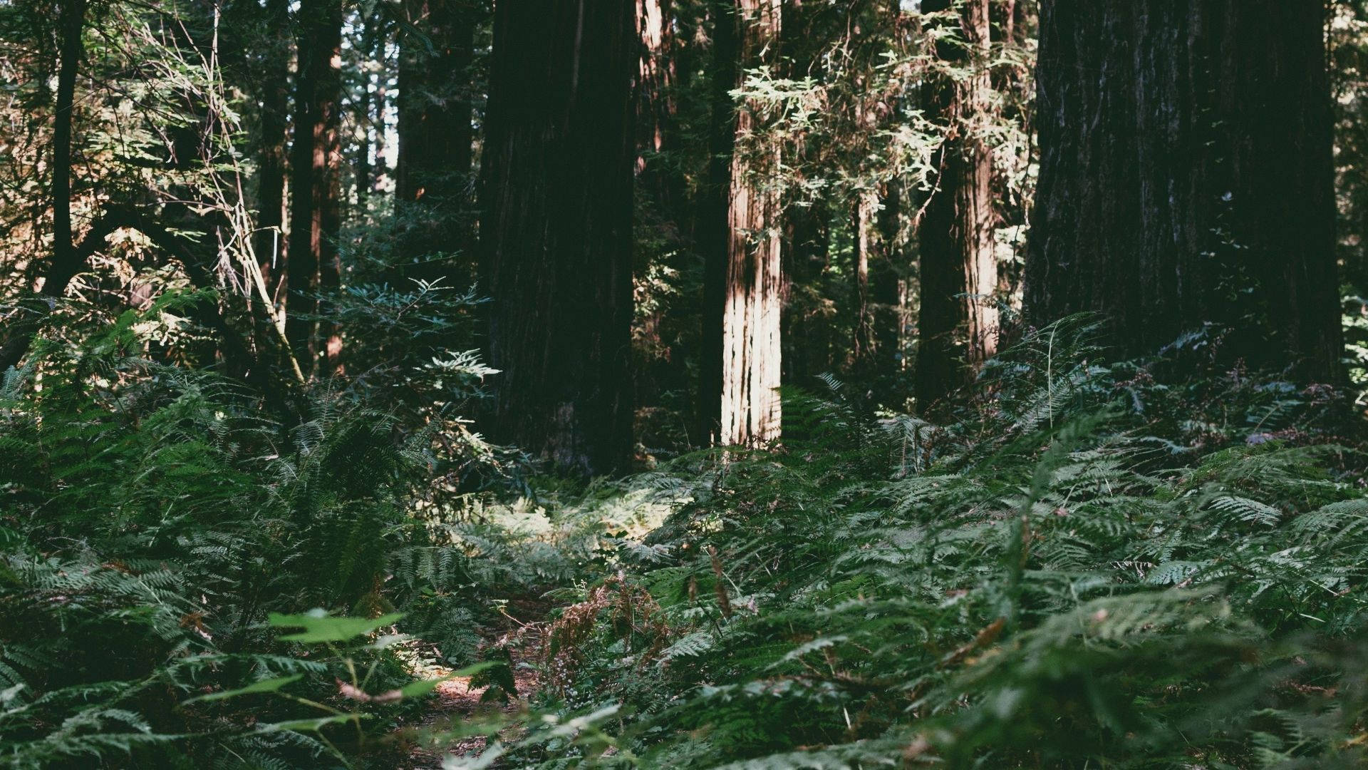 Redwood Forest, sunlight, towering redwood trees, Full HD Desktop Wallpaper