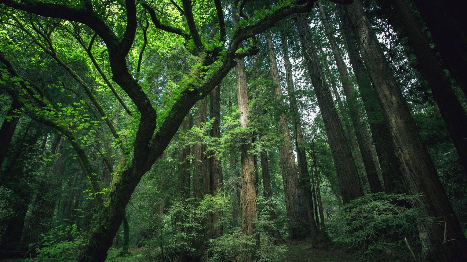 peaceful green redwood forest, towering redwood trees, lush green forest canopy, Full HD Desktop Wallpaper