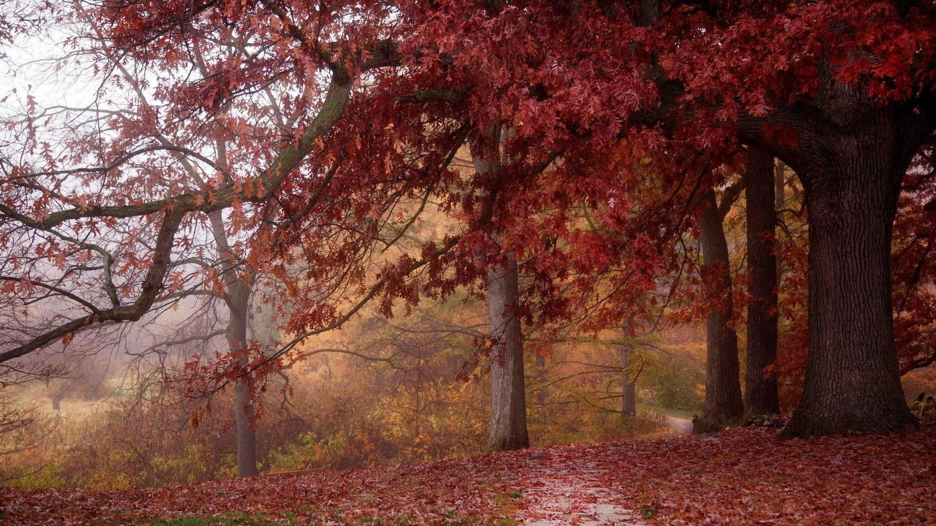 autumn, redwood forest, misty forest path, Full HD Desktop Wallpaper