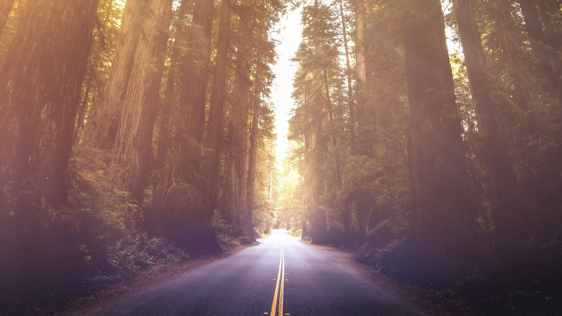 Redwood Forest, sunlight beams, towering redwood trees, Full HD Desktop Wallpaper