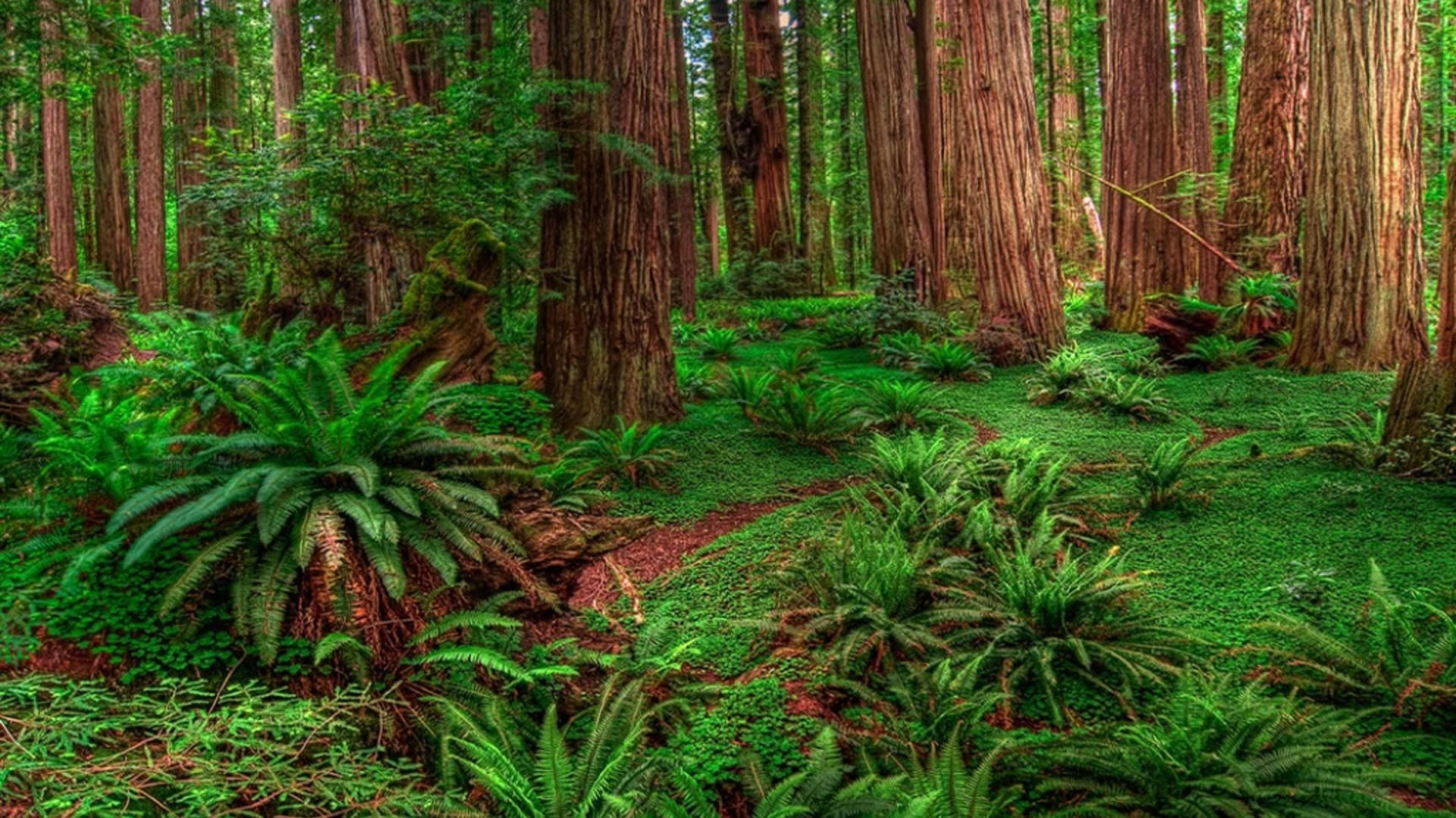 Redwood Forest, tall redwood trees, lush green forest floor, Full HD Desktop Wallpaper