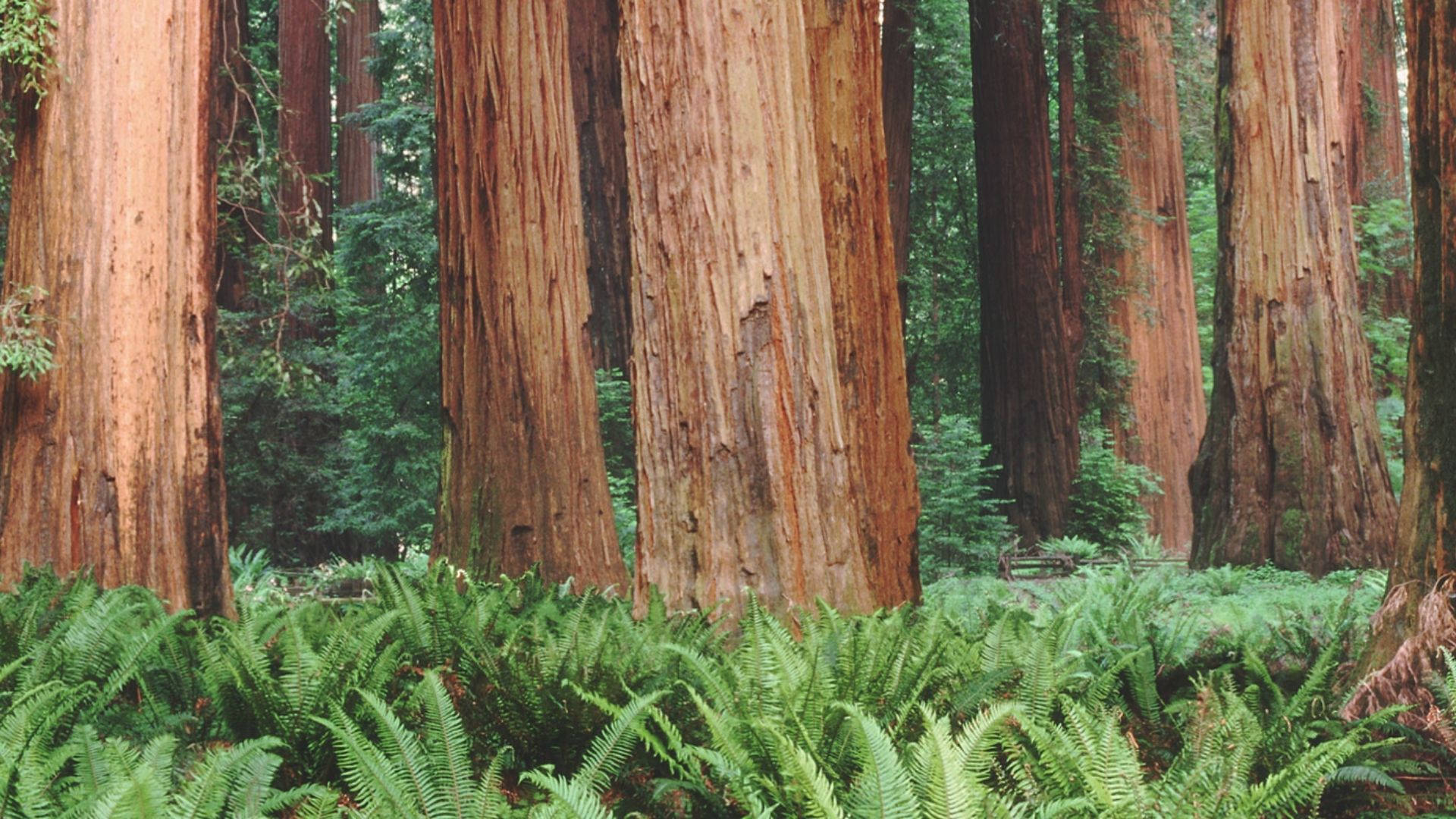 Redwood Forest, tall redwood trees, textured bark, Full HD Desktop Wallpaper