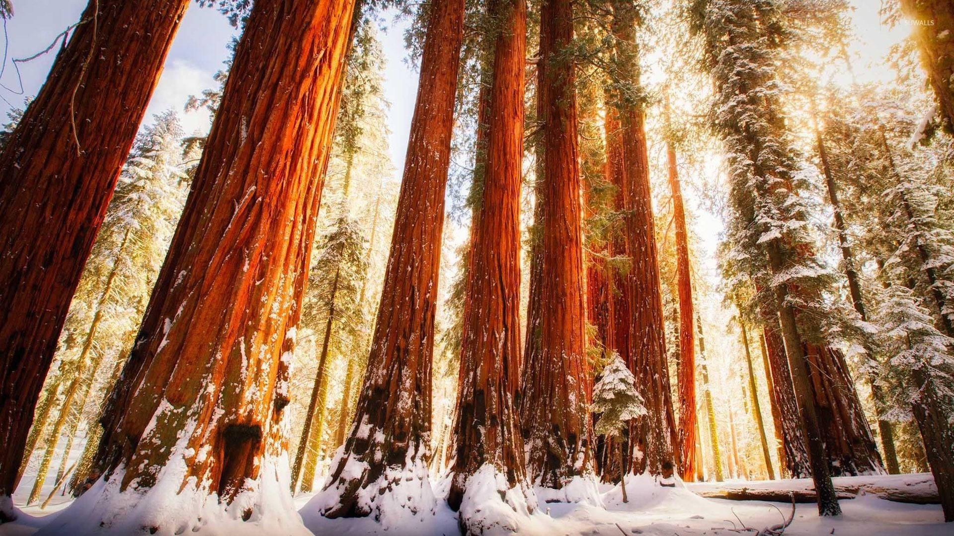 snowy redwood forest, towering redwood trees, snowy forest, Full HD Desktop Wallpaper