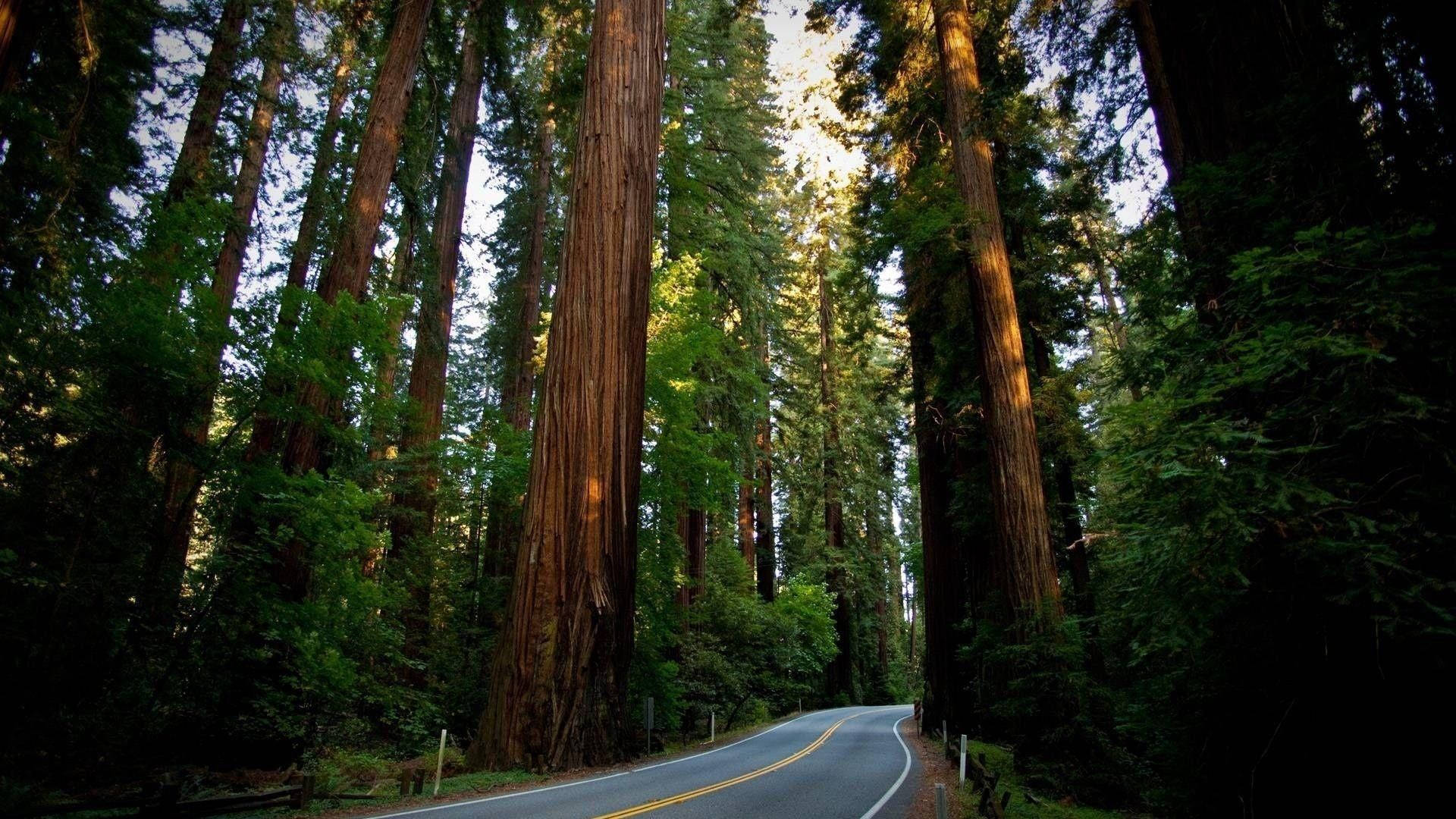 Redwood Forest, winding road, towering redwood trees, Full HD Desktop Wallpaper