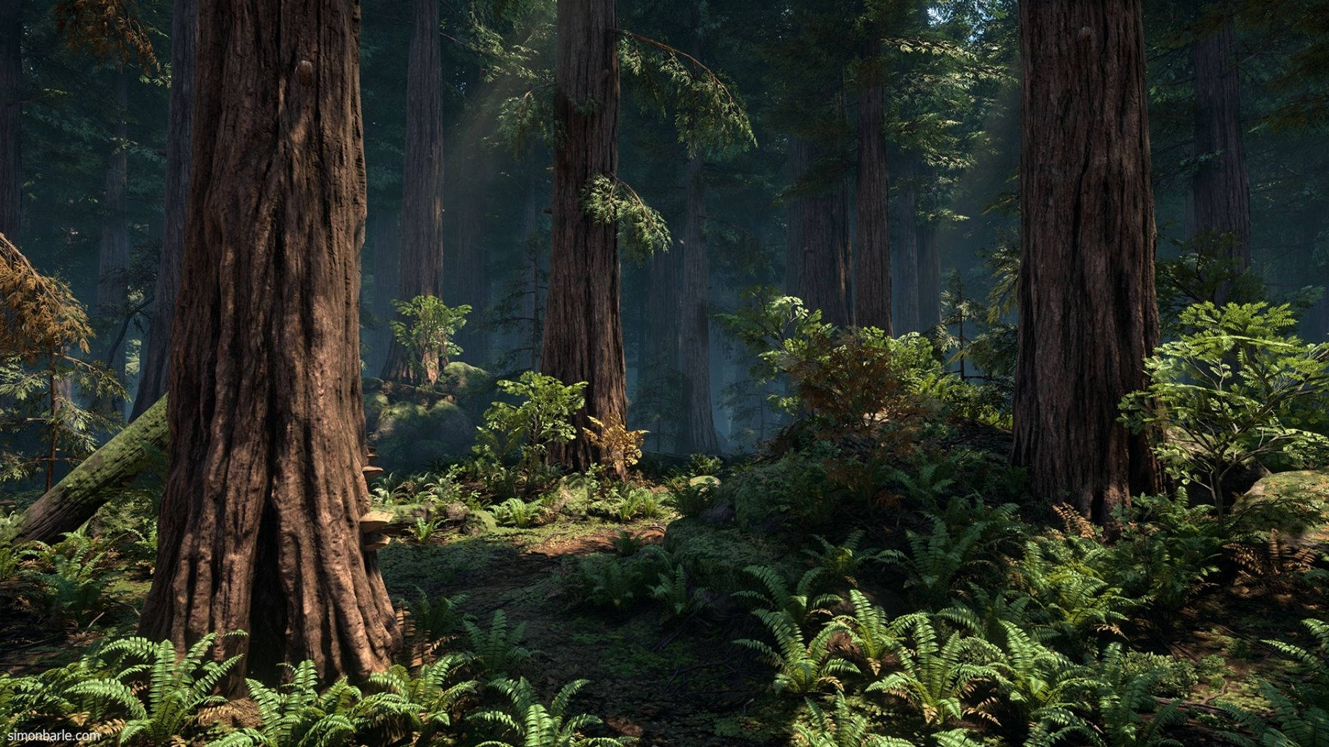 Redwood Forest, tall redwood trees, dappled light, Full HD Desktop Wallpaper