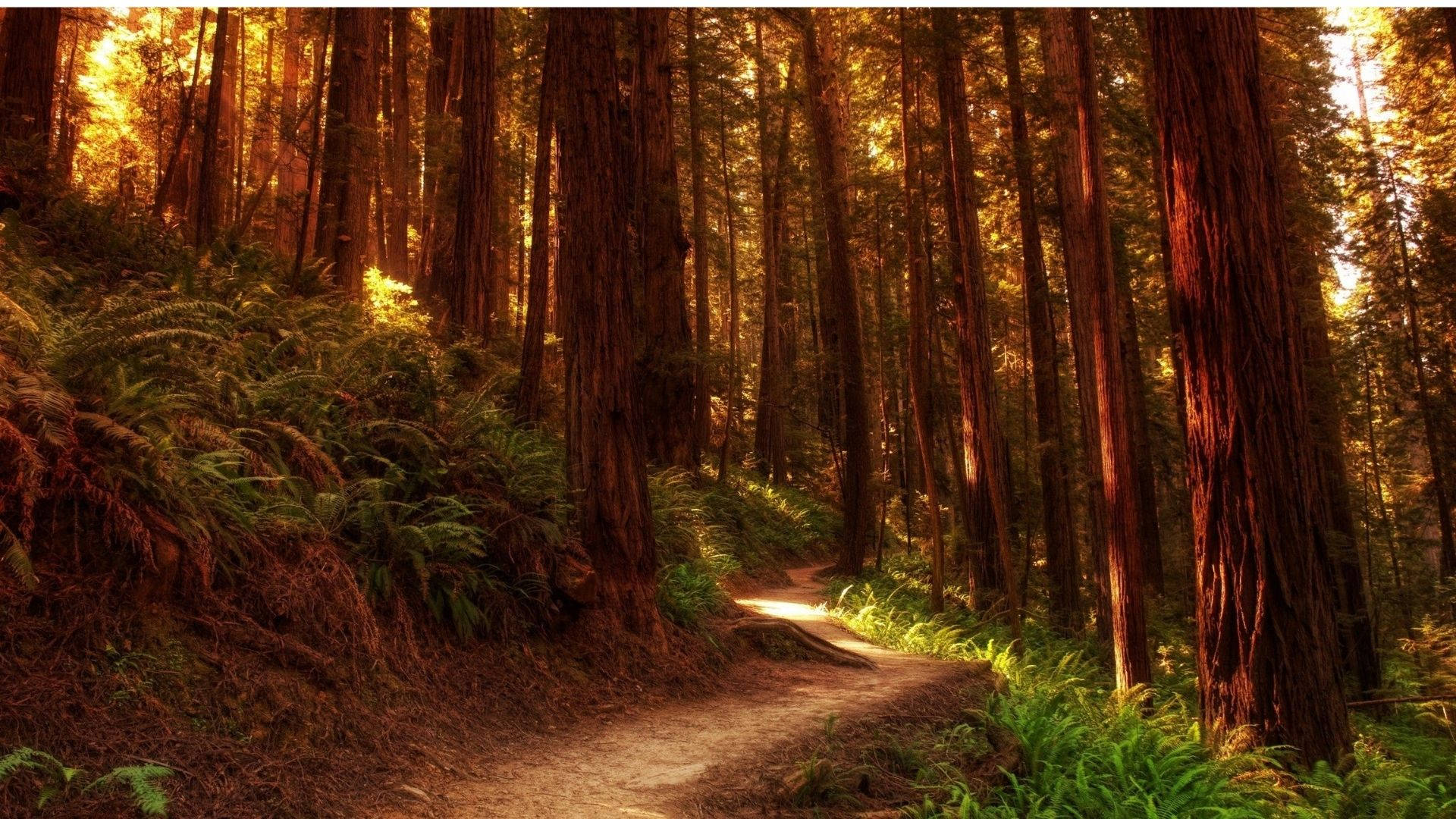 Redwood Forest, dawn, winding dirt path, Full HD Desktop Wallpaper