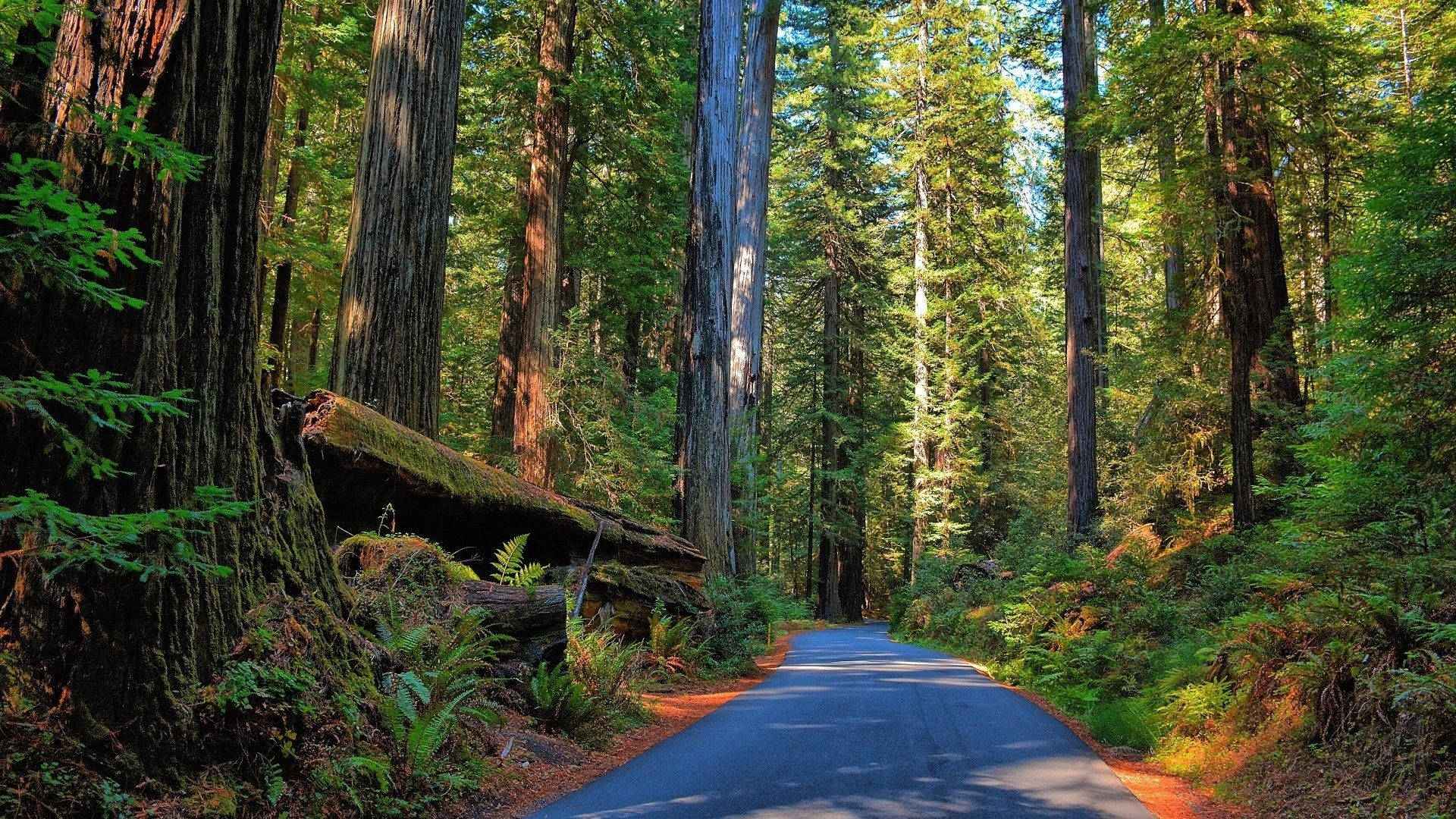 redwood forest, asphalt road, towering trees, Full HD Desktop Wallpaper