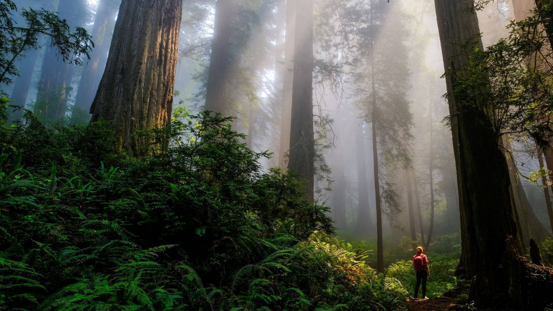 Redwood Forest, red jacket, towering redwood trees, Full HD Desktop Wallpaper