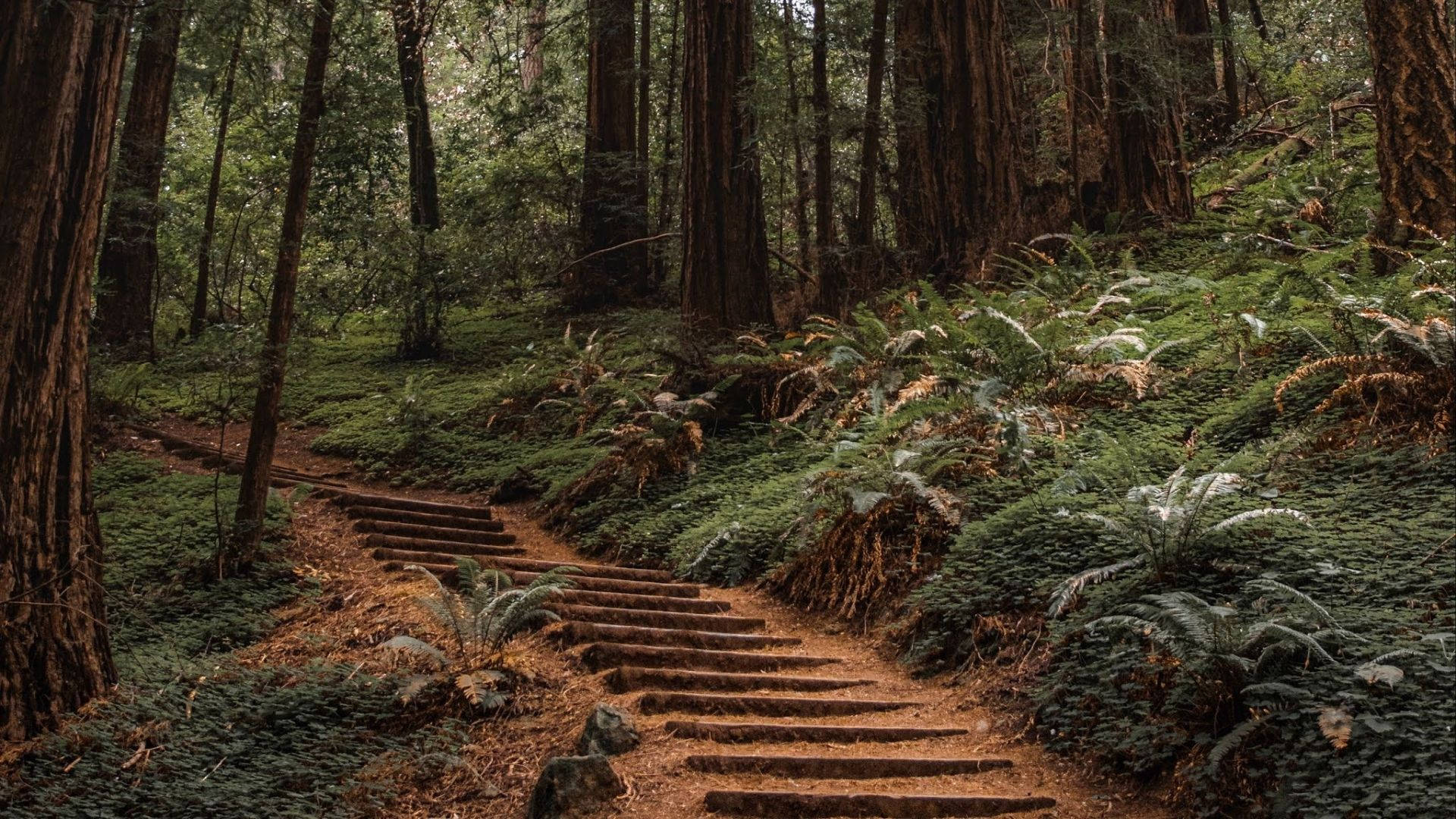 stairs, redwood forest, stone staircase, Full HD Desktop Wallpaper