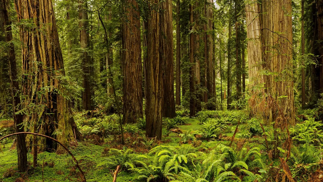 Redwood National Park Wallpapers