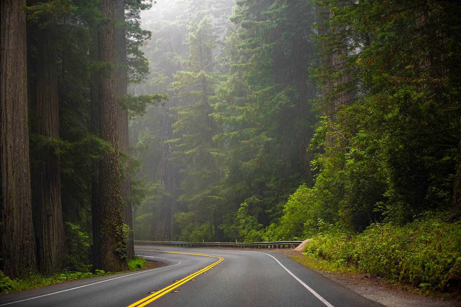 Redwood National Park, scenic driving road, misty forest, HD Desktop Wallpaper