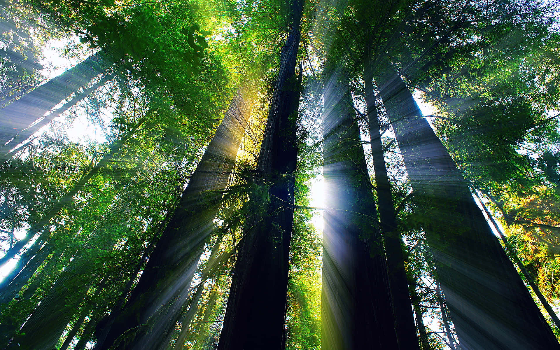 Redwood National Park, silhouette of trees, towering green trees, Full HD Desktop Wallpaper