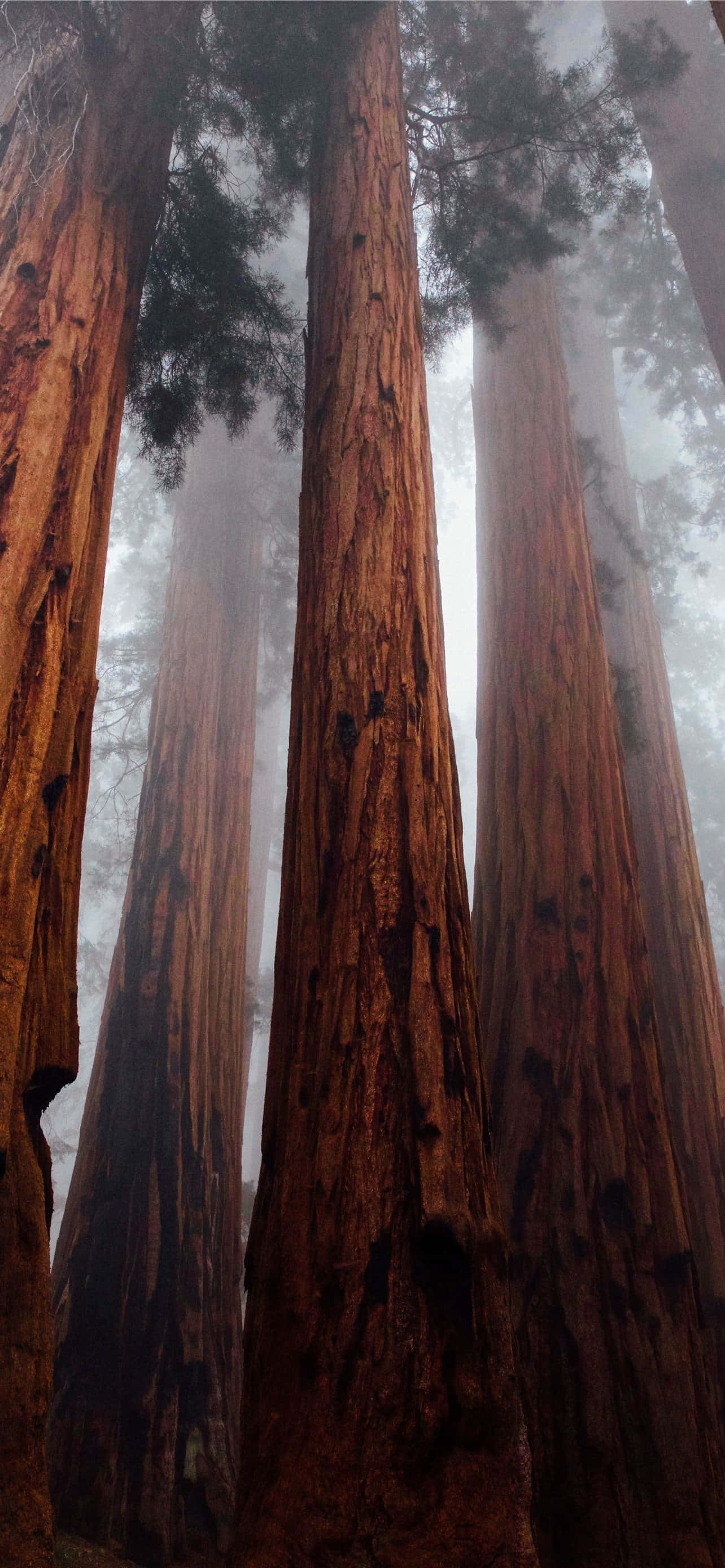 Redwood National Park, misty forest, towering redwood trunks, 2K Phone Wallpaper