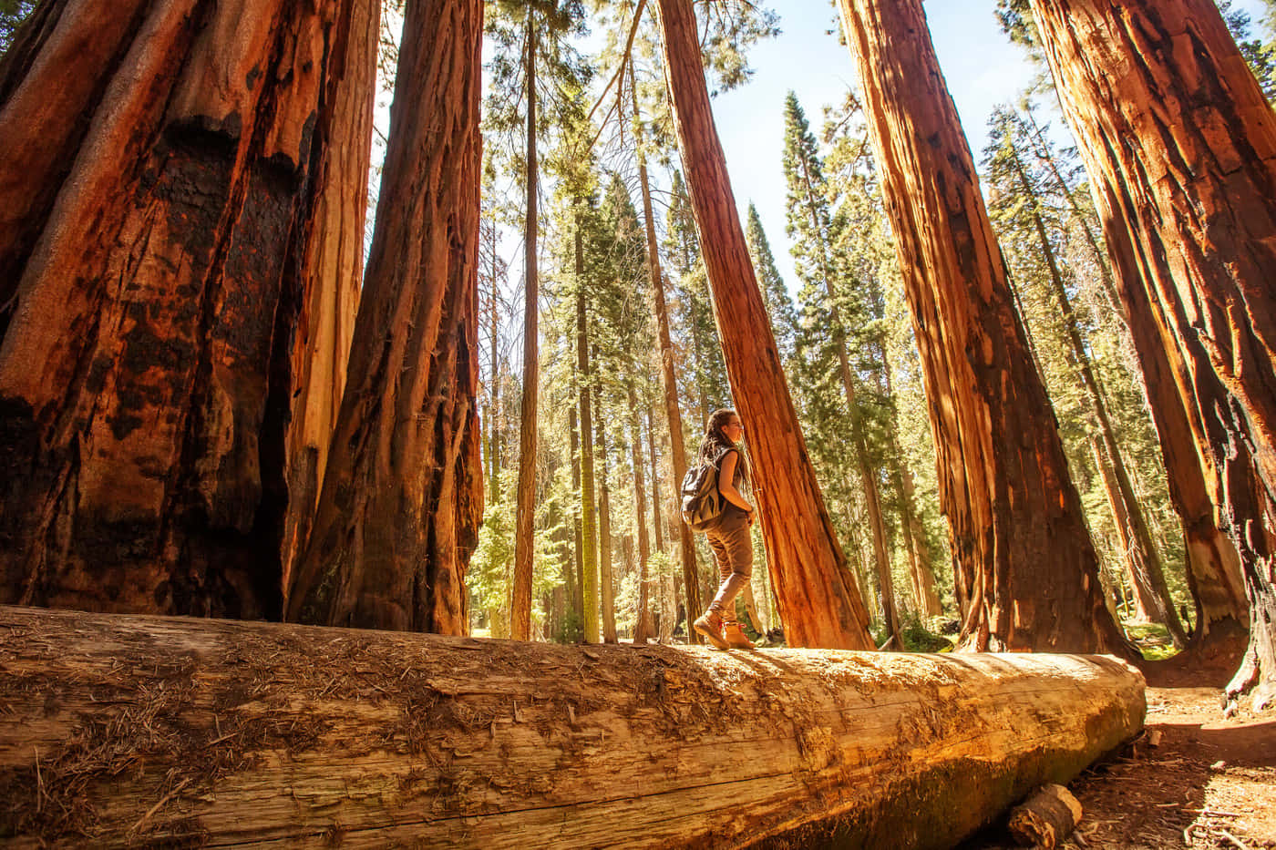Redwood National Park, massive redwood log, towering redwood trees, HD Desktop Wallpaper