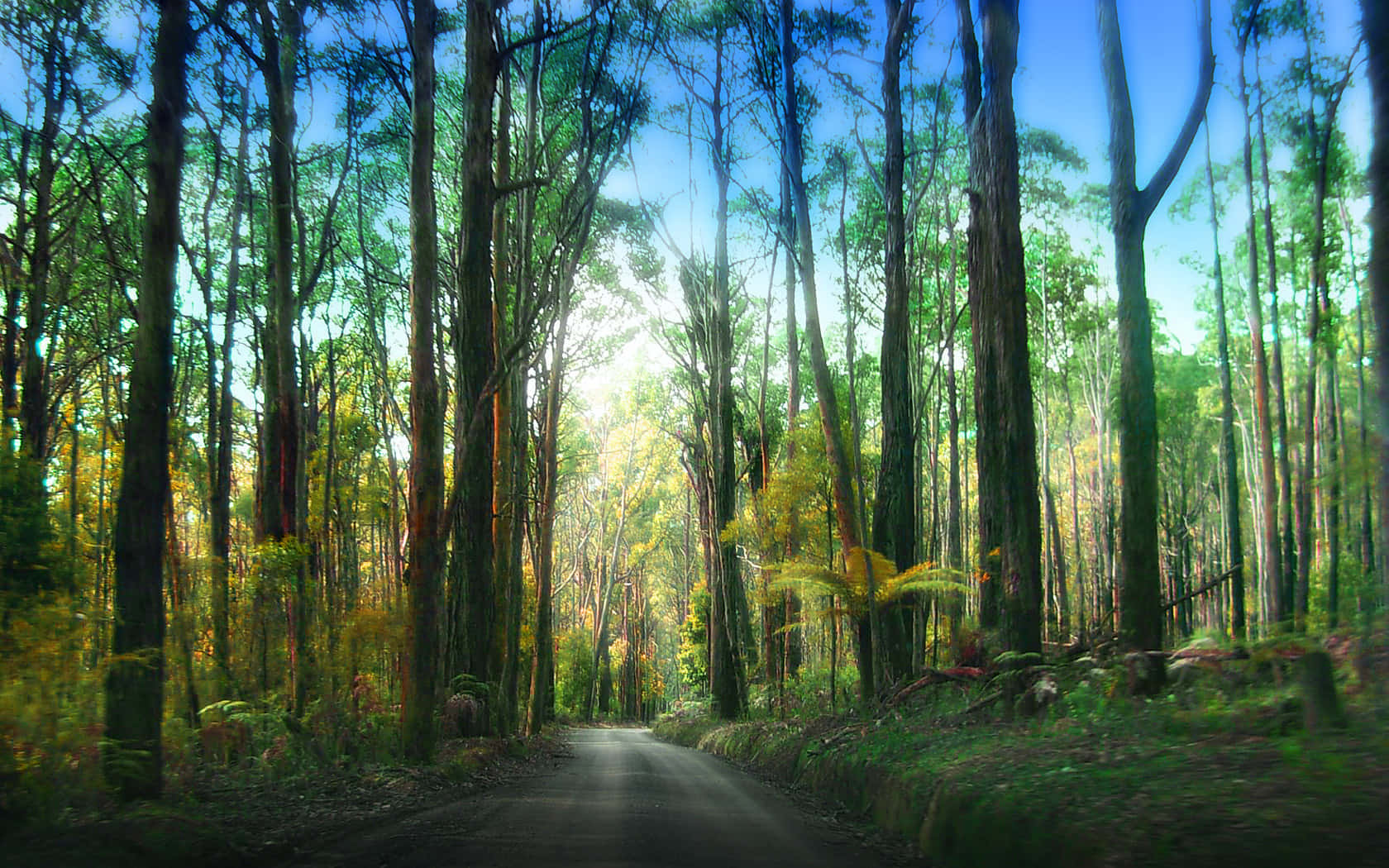 Redwood National Park, hiking trail, dense forest, HD Desktop Wallpaper