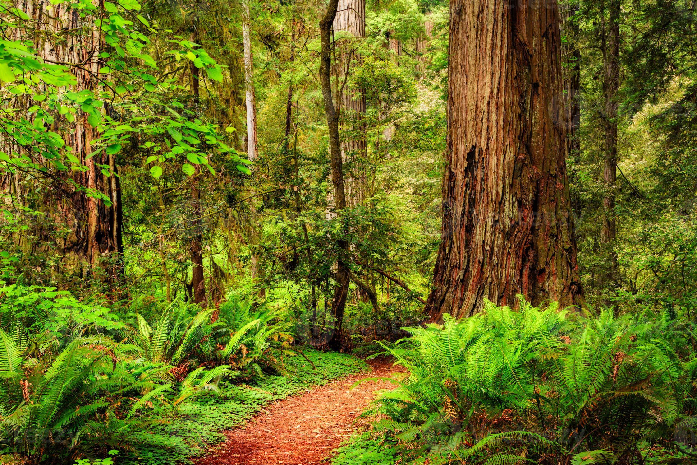Redwood National Park, secluded hiking trail, dirt path, 2K Desktop Wallpaper