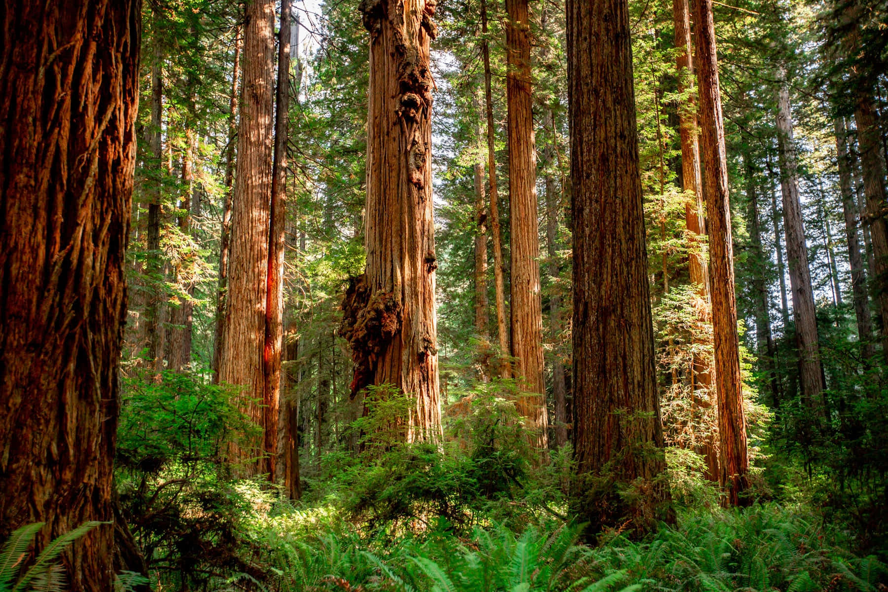 Redwood National Park, tall redwood trees, textured bark, HD Desktop Wallpaper