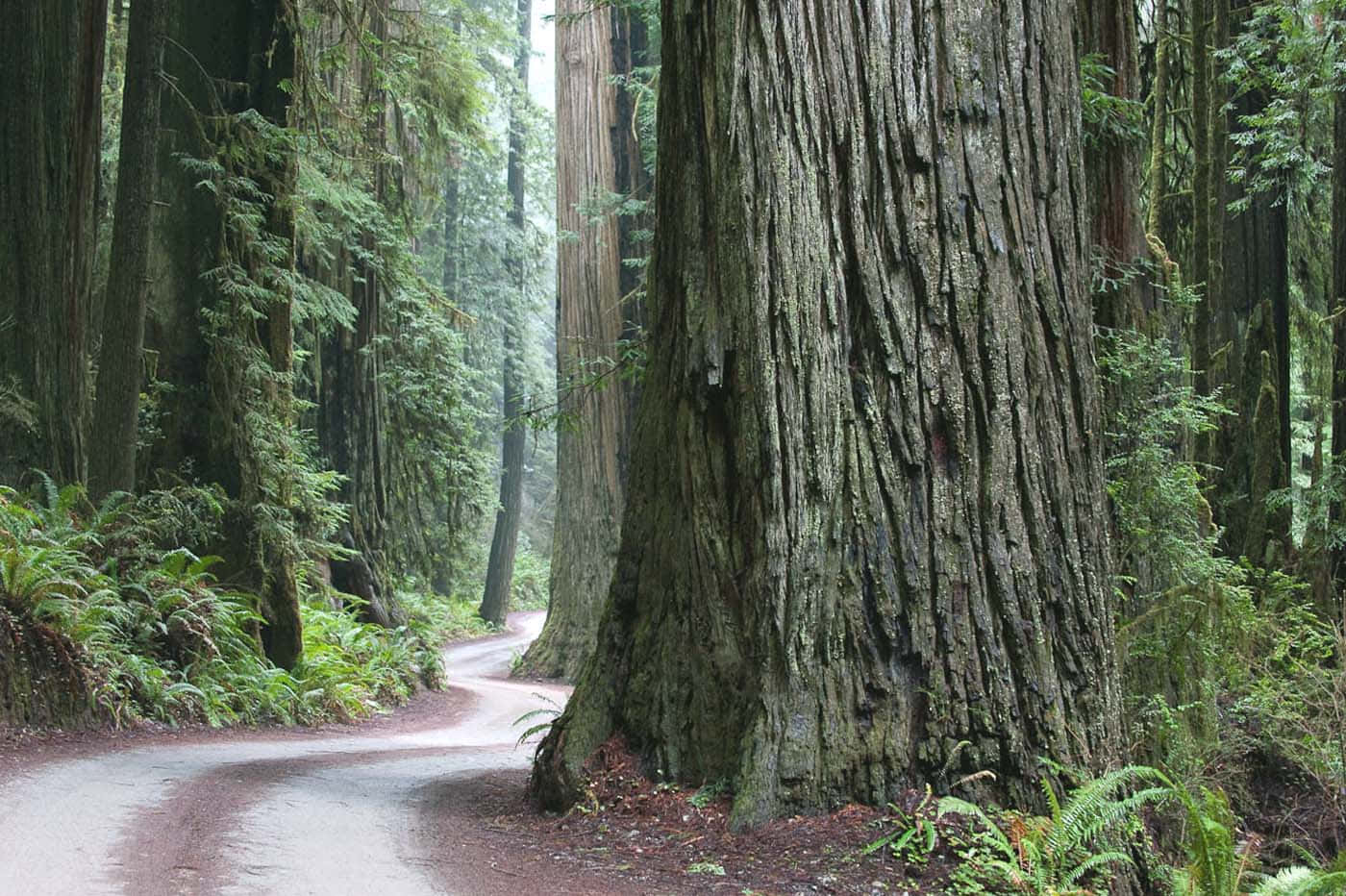 Redwood National Park, redwood forest, mist, HD Desktop Wallpaper