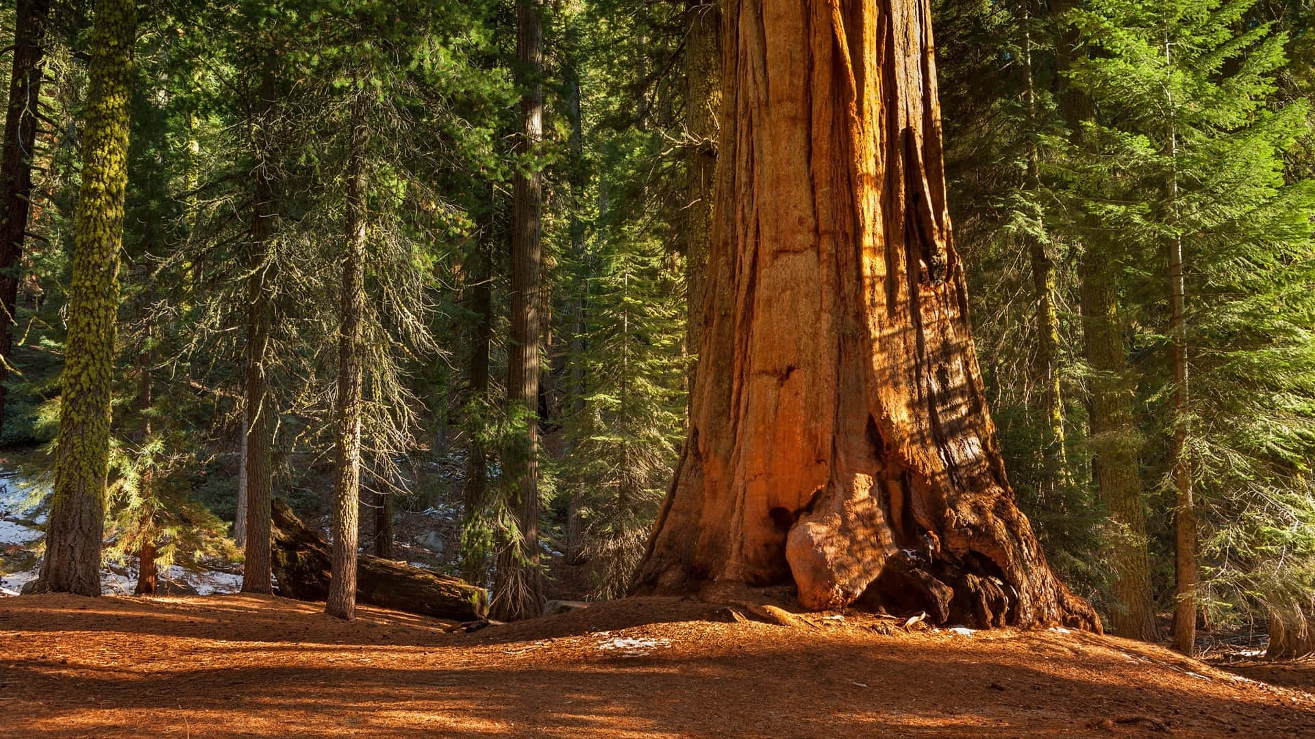 Redwood National Park, gigantic redwood tree, ancient sequoia tree, Full HD Desktop Wallpaper