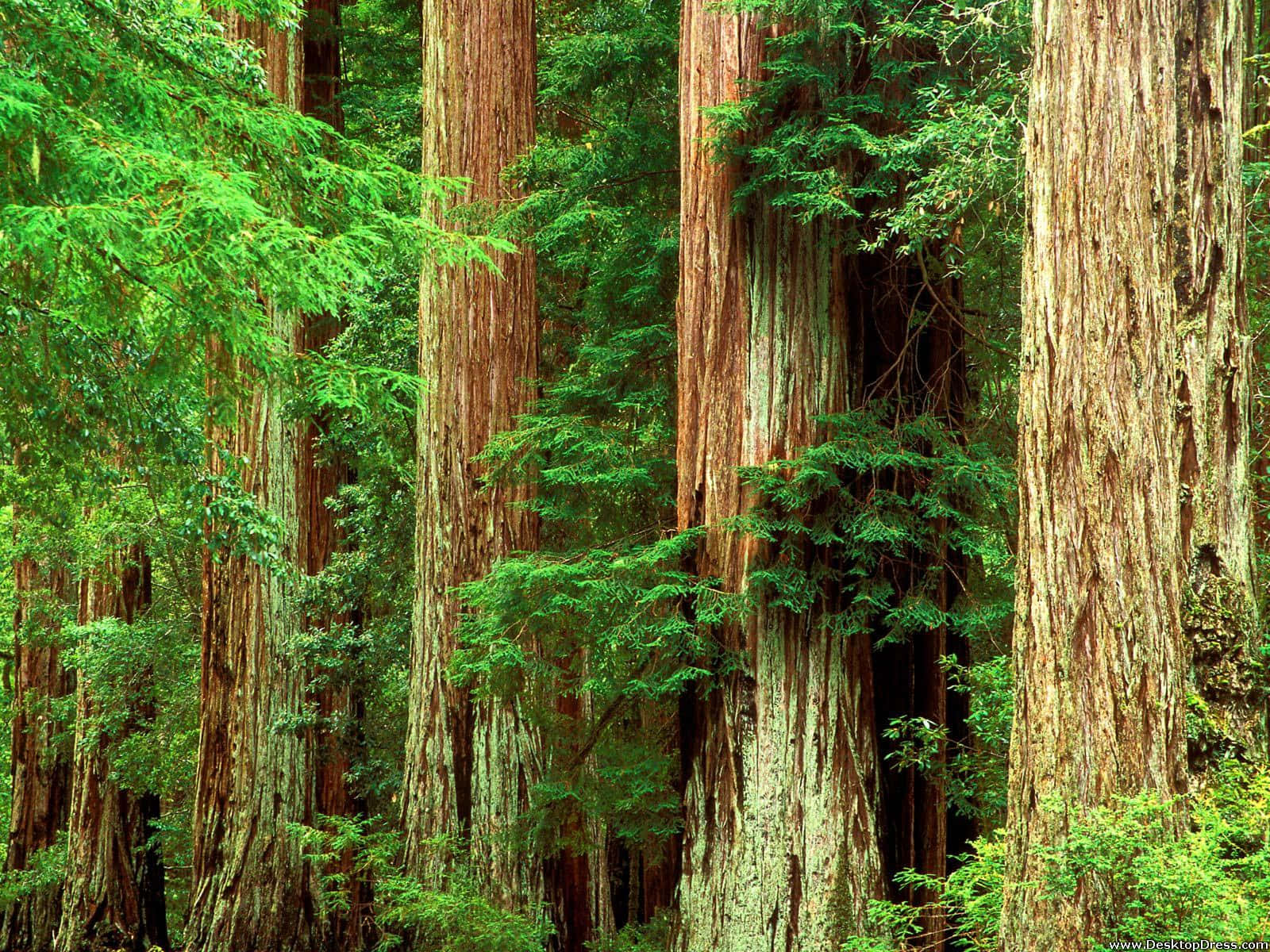 Redwood National Park, moss-covered trees, textured bark, HD Desktop Wallpaper