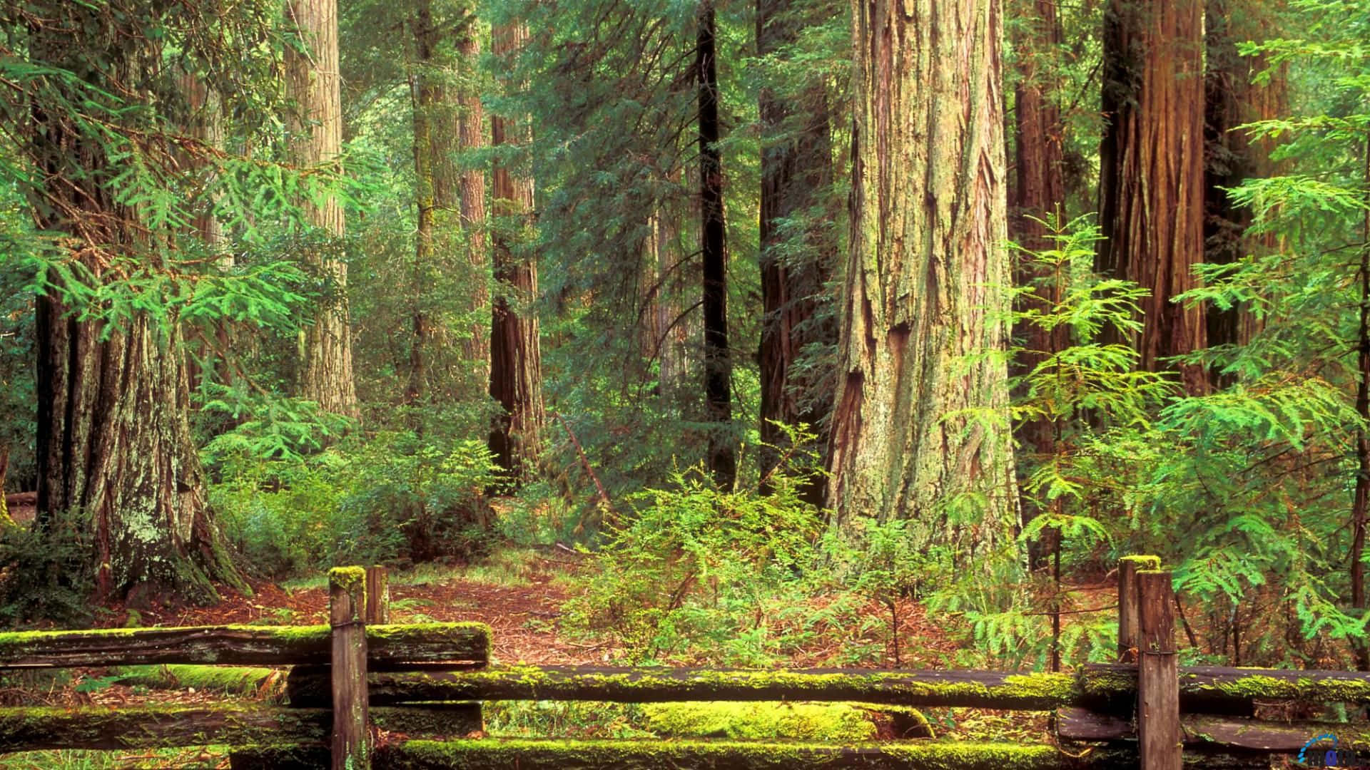 Redwood National Park, majestic redwood forest, ancient redwood trees, Full HD Desktop Wallpaper