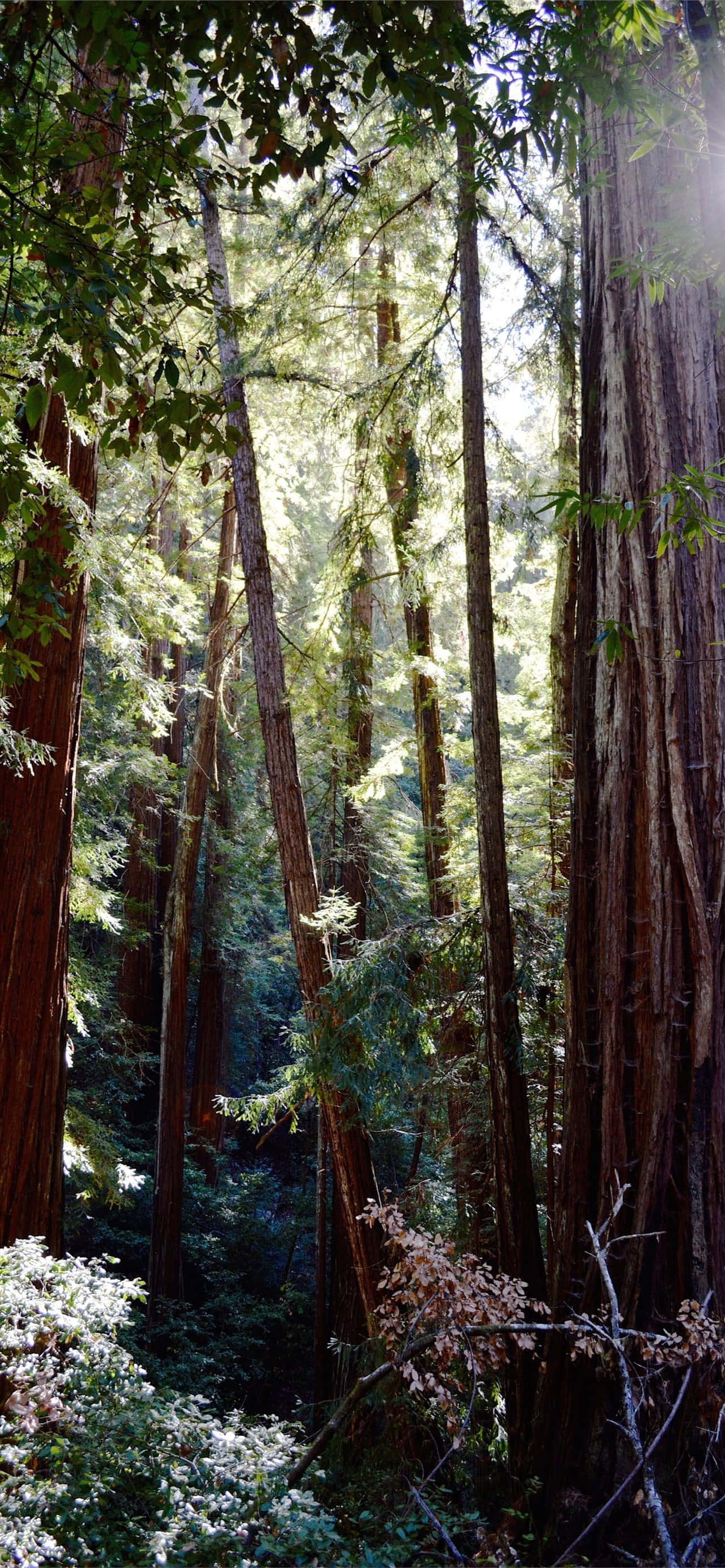 Redwood National Park, tall redwood trees, mossy forest floor, 2K Phone Wallpaper