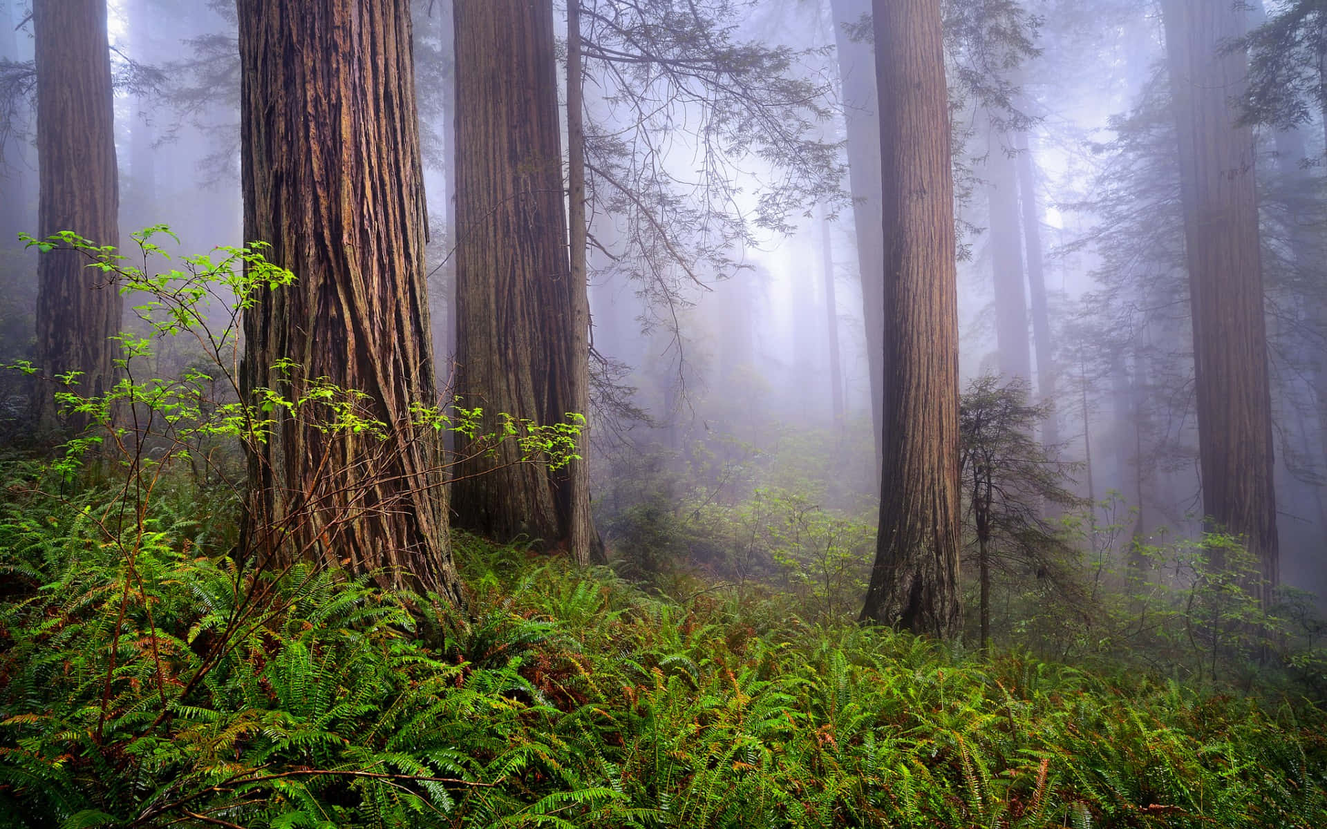 Redwood National Park, textured tree trunks, misty morning, Full HD Desktop Wallpaper