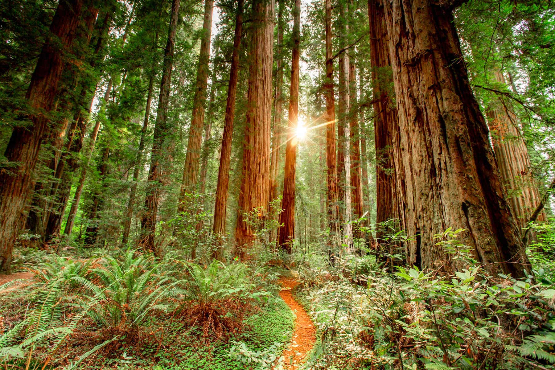 Redwood National Park, old-growth redwood trees, sunlight, HD Desktop Wallpaper