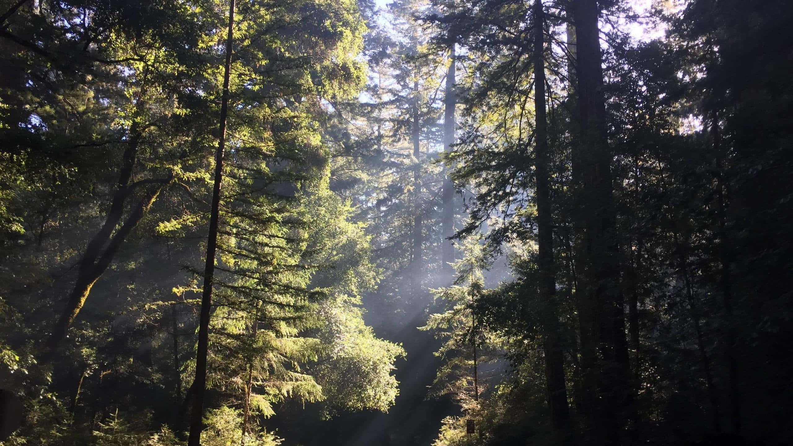 Redwood National Park, thick tree canopy, towering evergreen trees, 2K Desktop Wallpaper