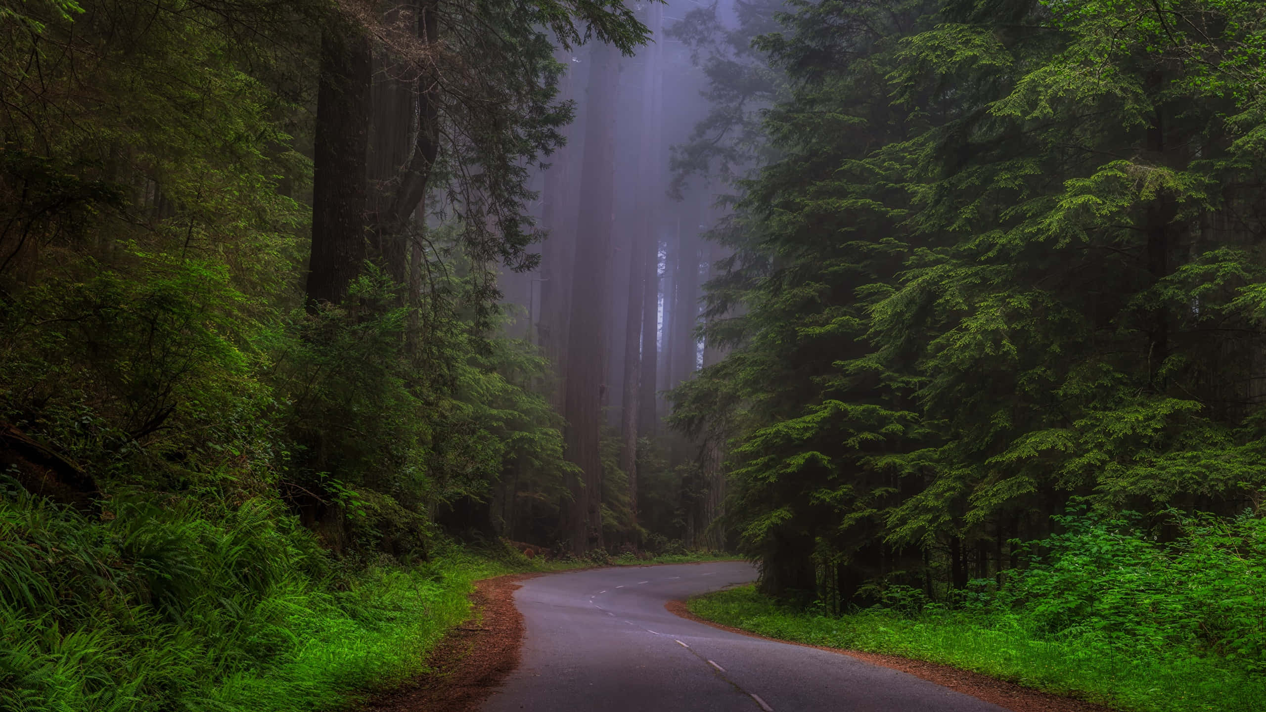 Redwood National Park, dense foggy forest, winding road, 2K Desktop Wallpaper