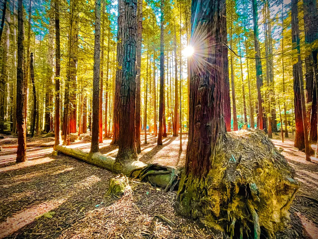 Redwood