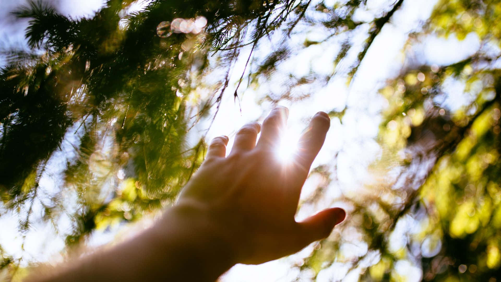 Reiki, 1920 x 1080, sunlit pine branches, Full HD Desktop Wallpaper