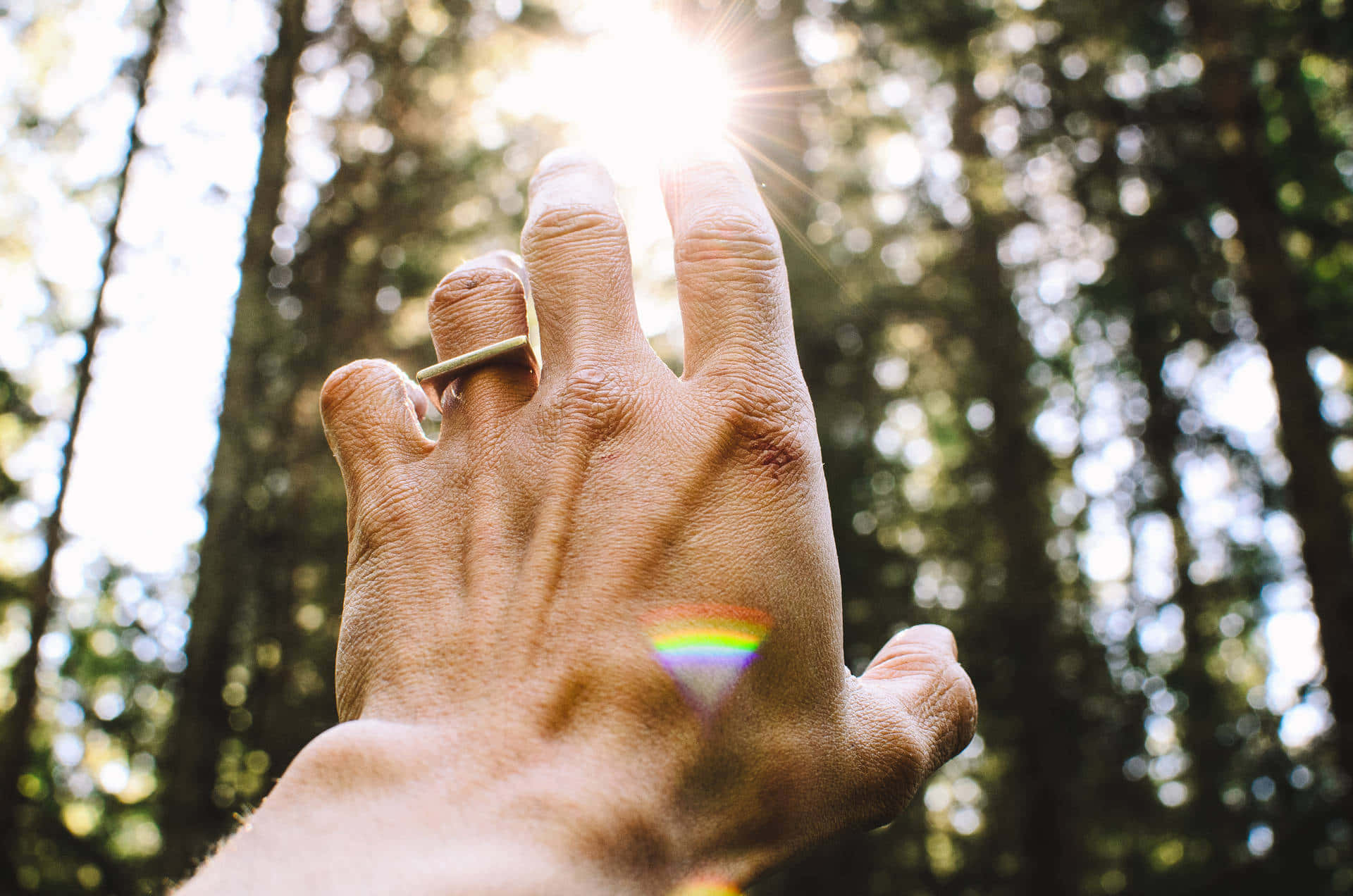 Reiki, sun, forest canopy, Full HD Desktop Wallpaper
