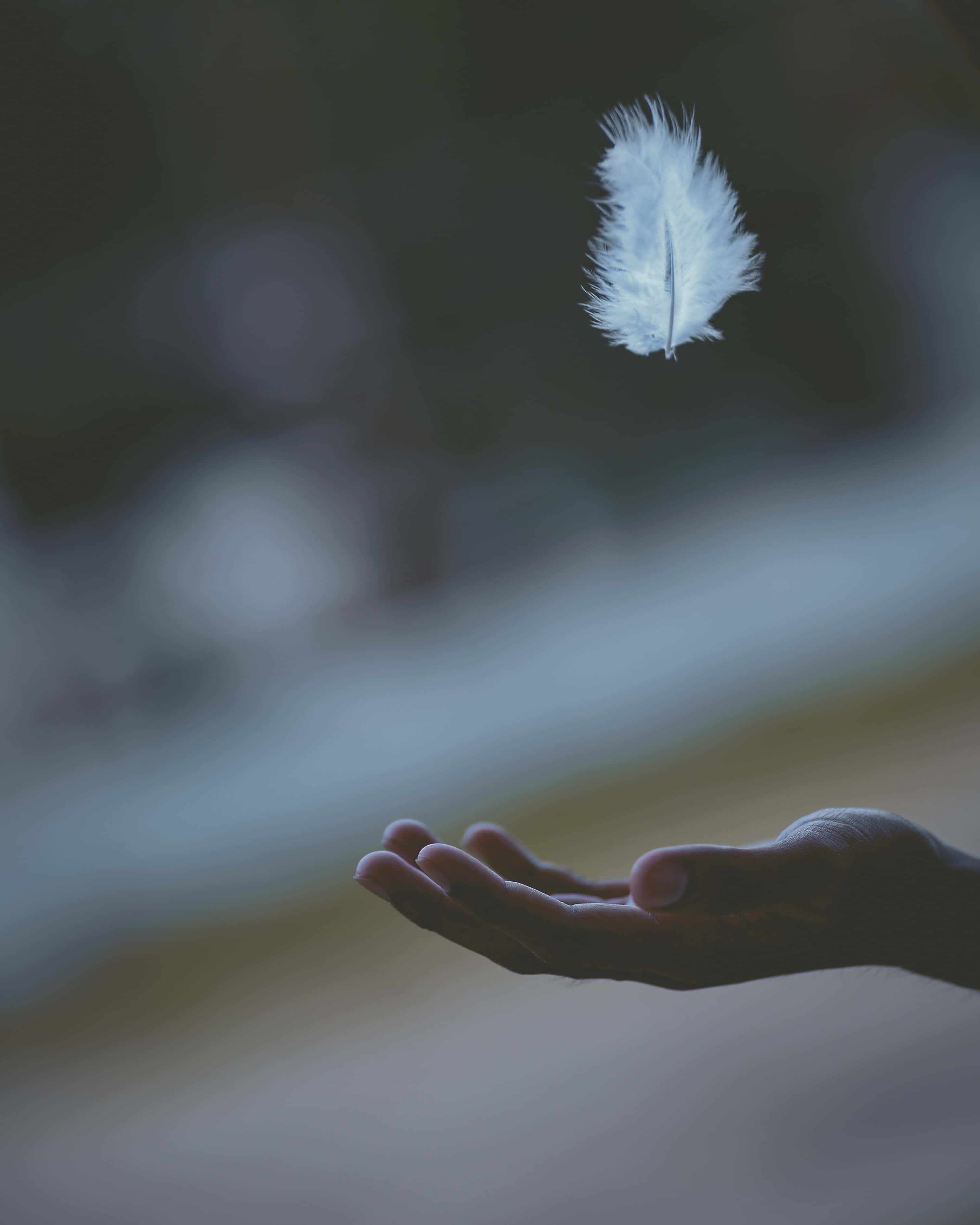 Reiki 3017, 3771, white feather, 2K Phone Wallpaper