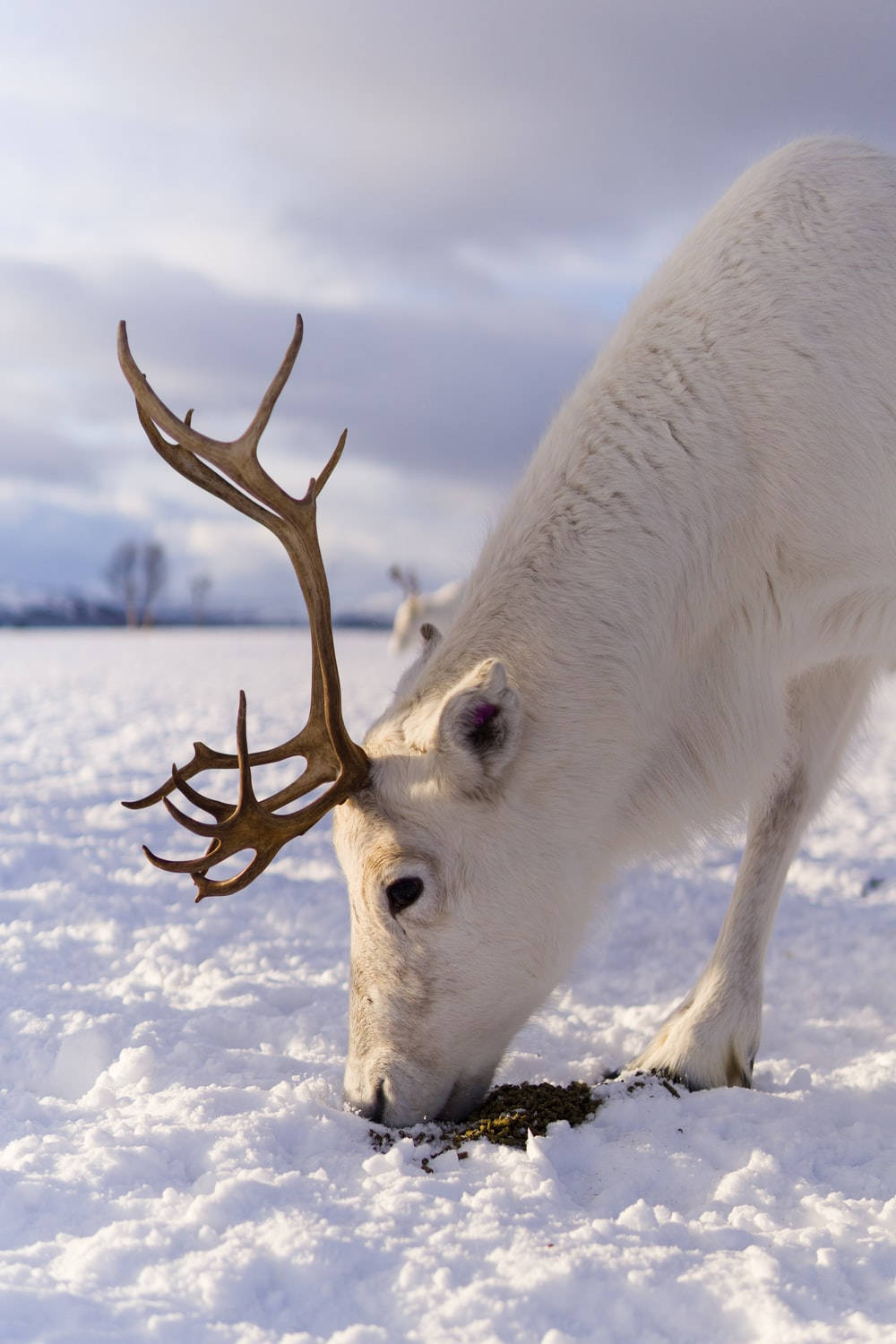 white reindeer, large antlers, dark moss, HD Phone Wallpaper
