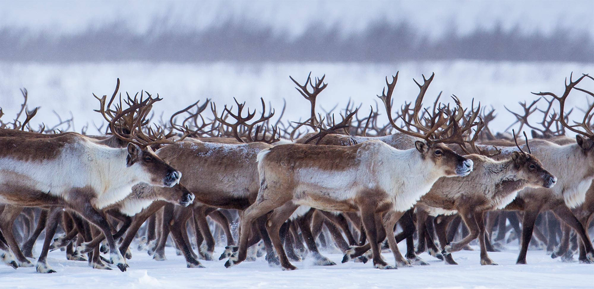 herd of reindeer, massive antlers, snowy tundra, Full HD Desktop Wallpaper