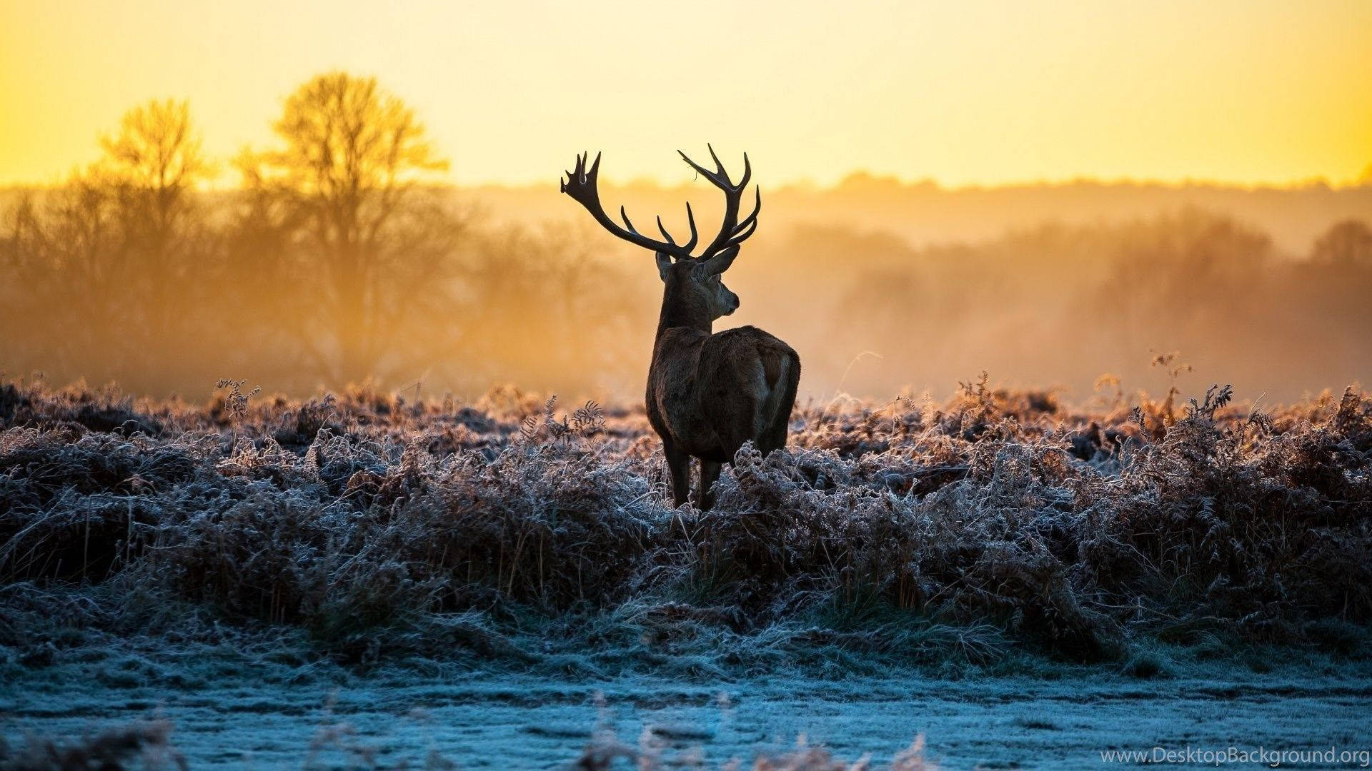 reindeer, sunset, frosty field, Full HD Desktop Wallpaper